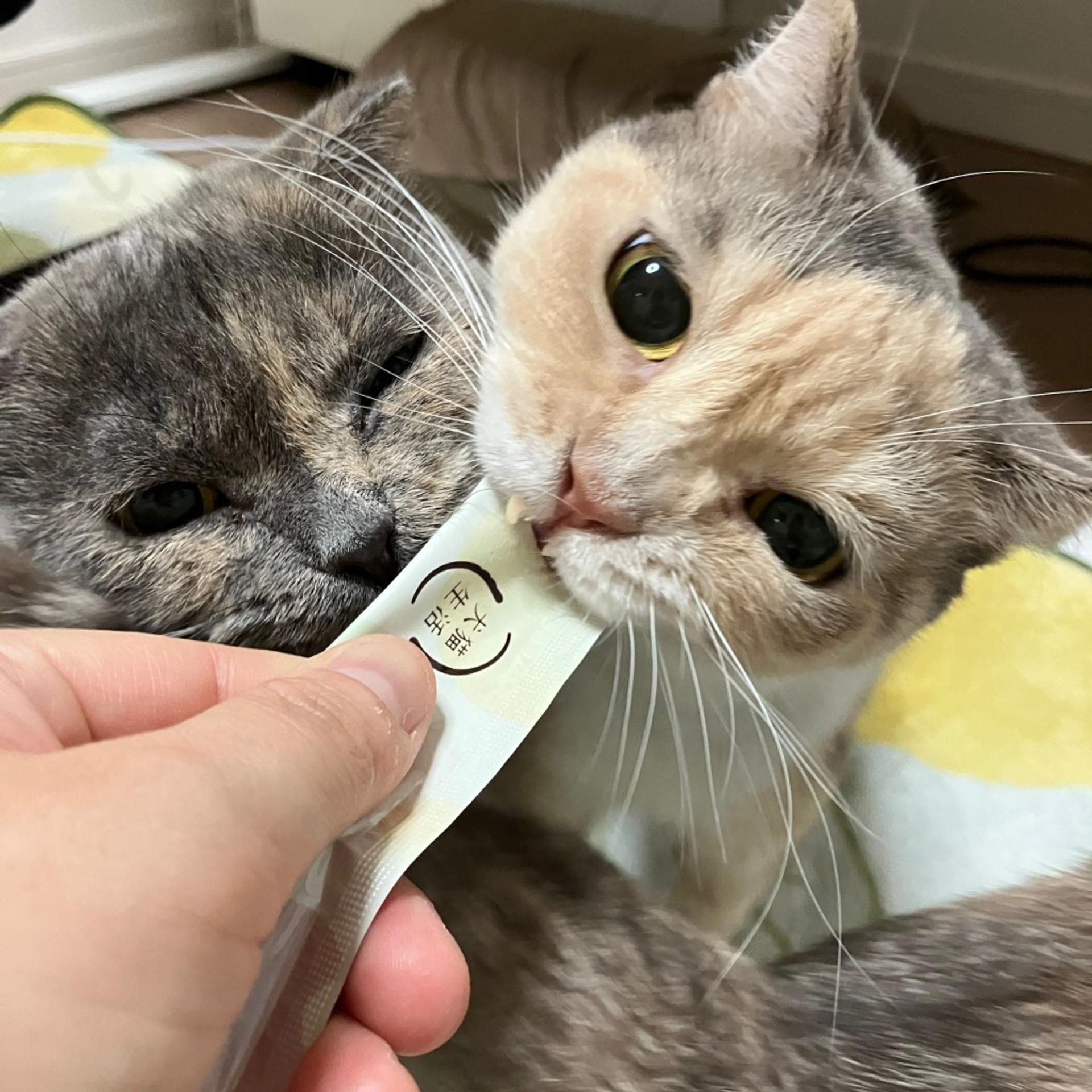 pet-image-4