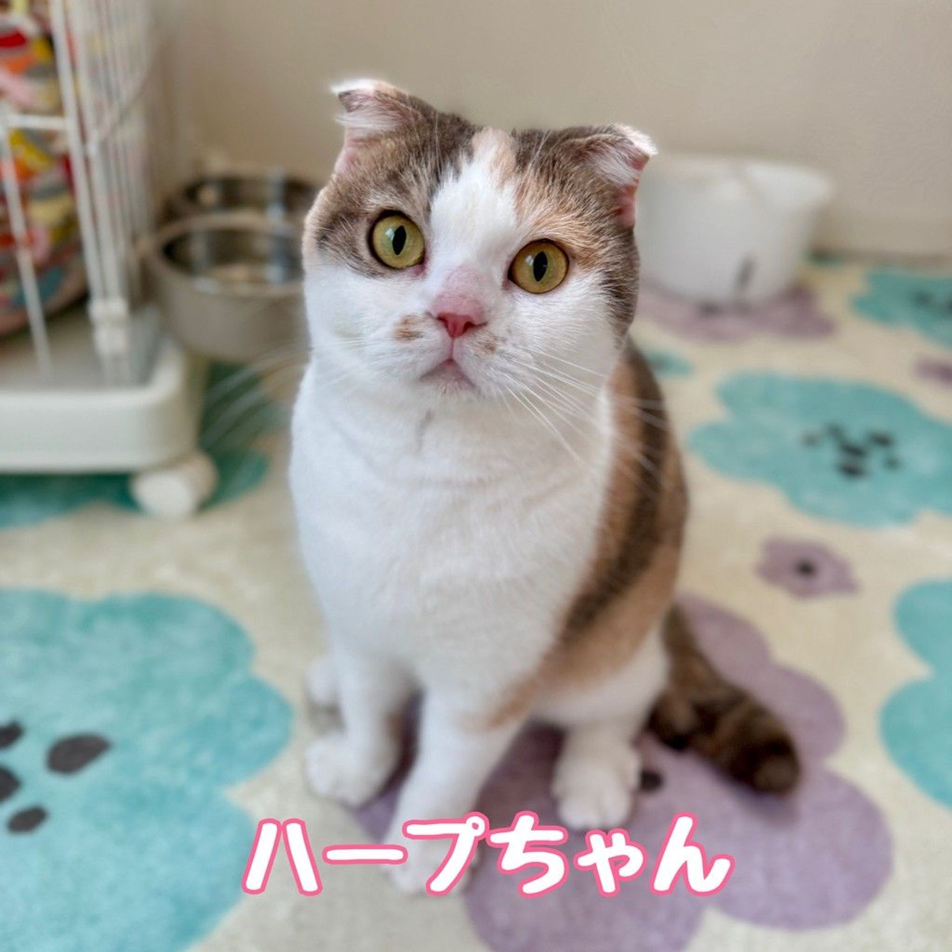 スコティッシュフォールド・メスの里親募集の写真