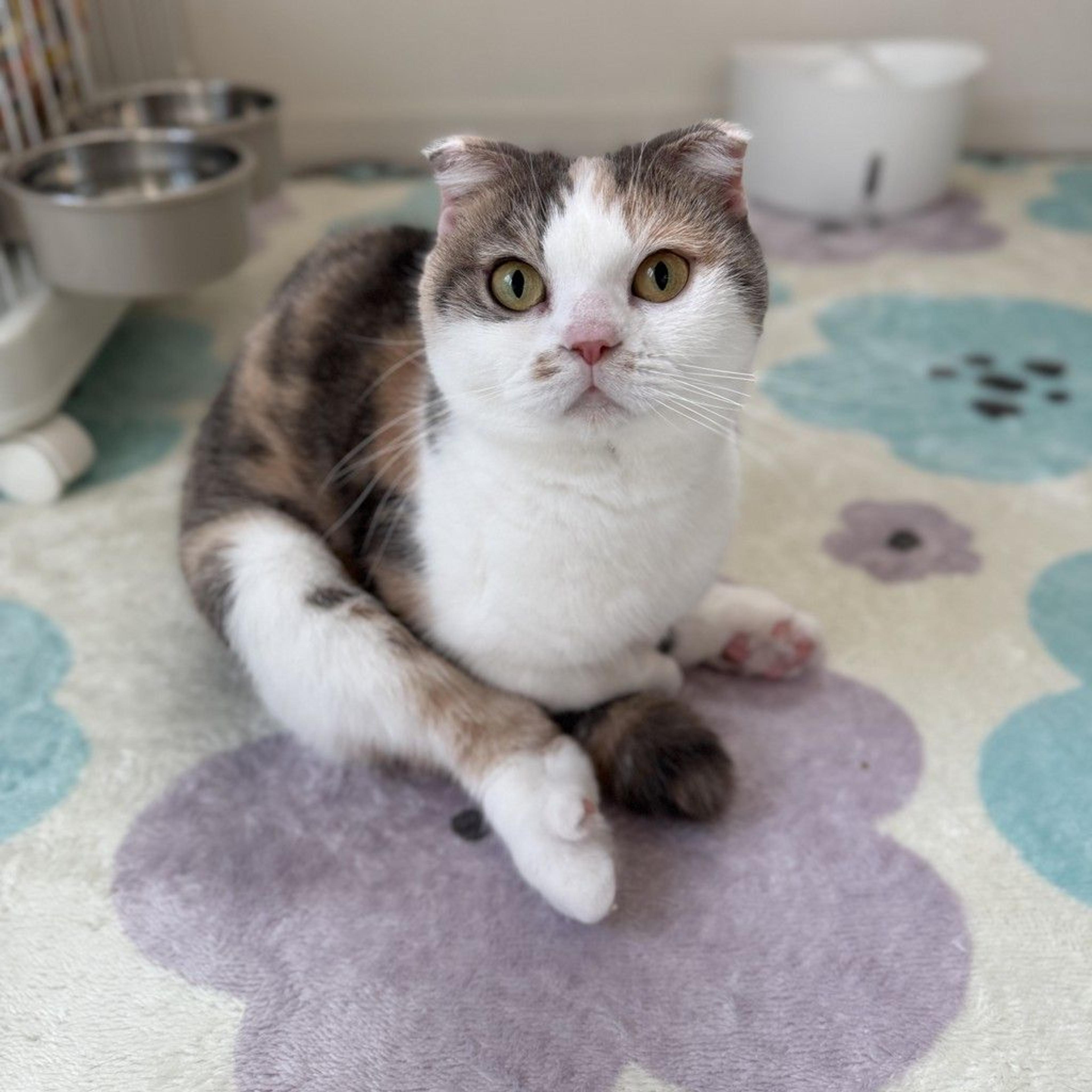 pet-image-2