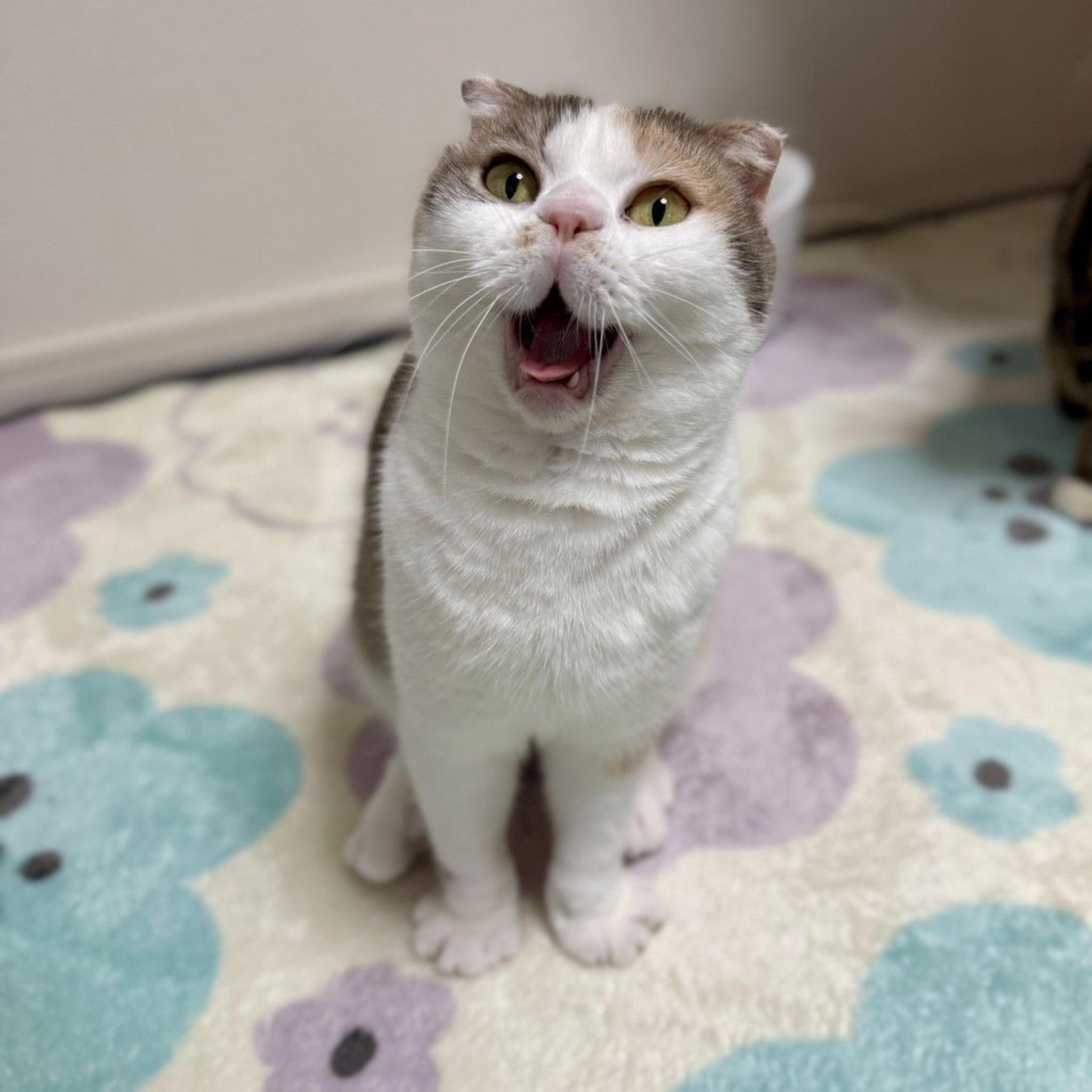 pet-image-3