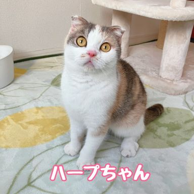 ハープ