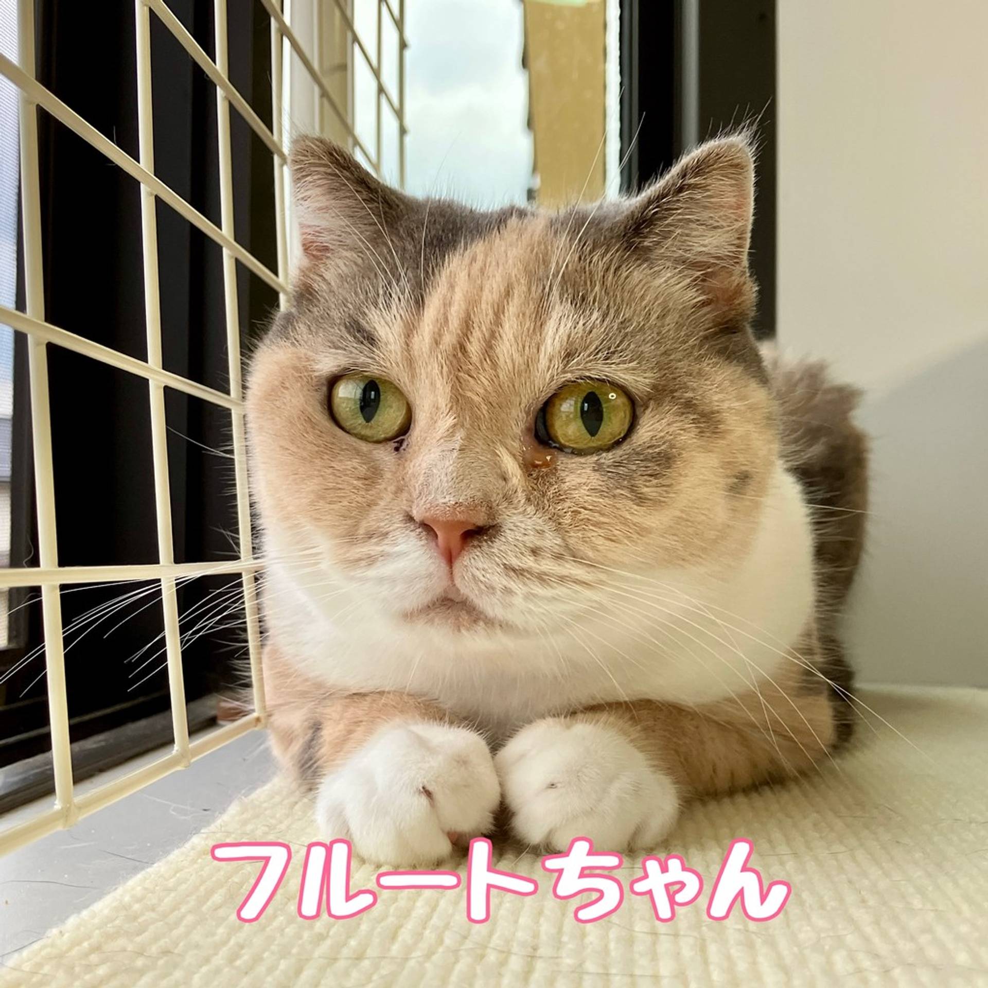 スコティッシュフォールド・メスの里親募集の写真