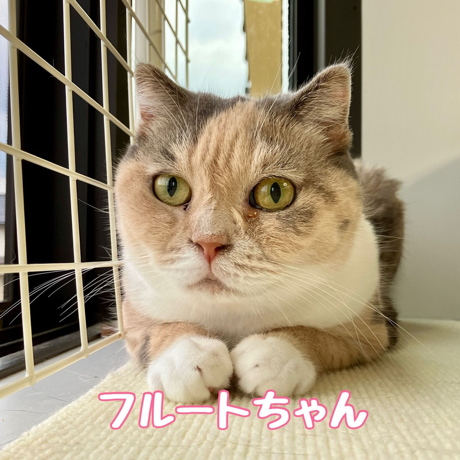 スコティッシュフォールド・メスの里親募集の写真