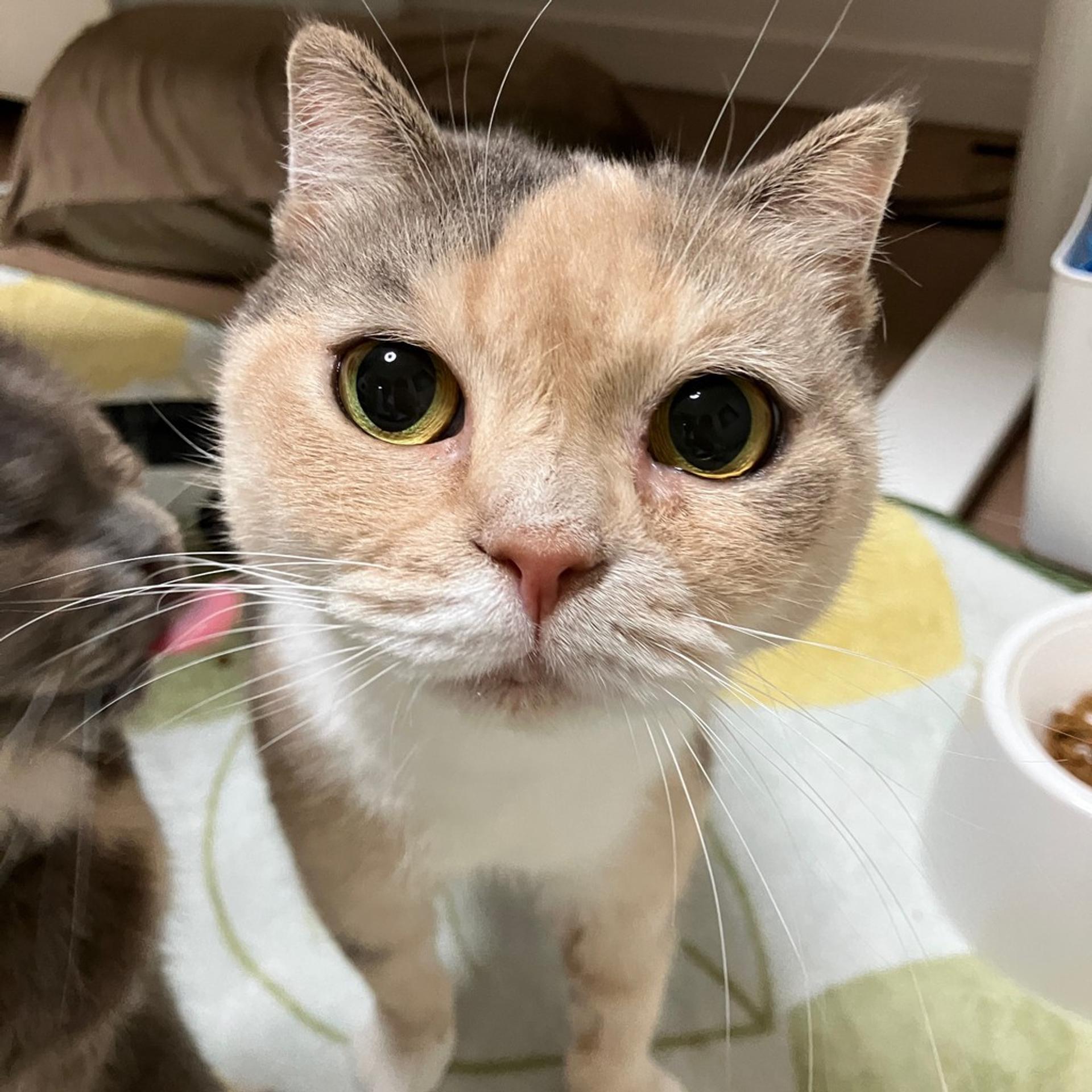 pet-image-3