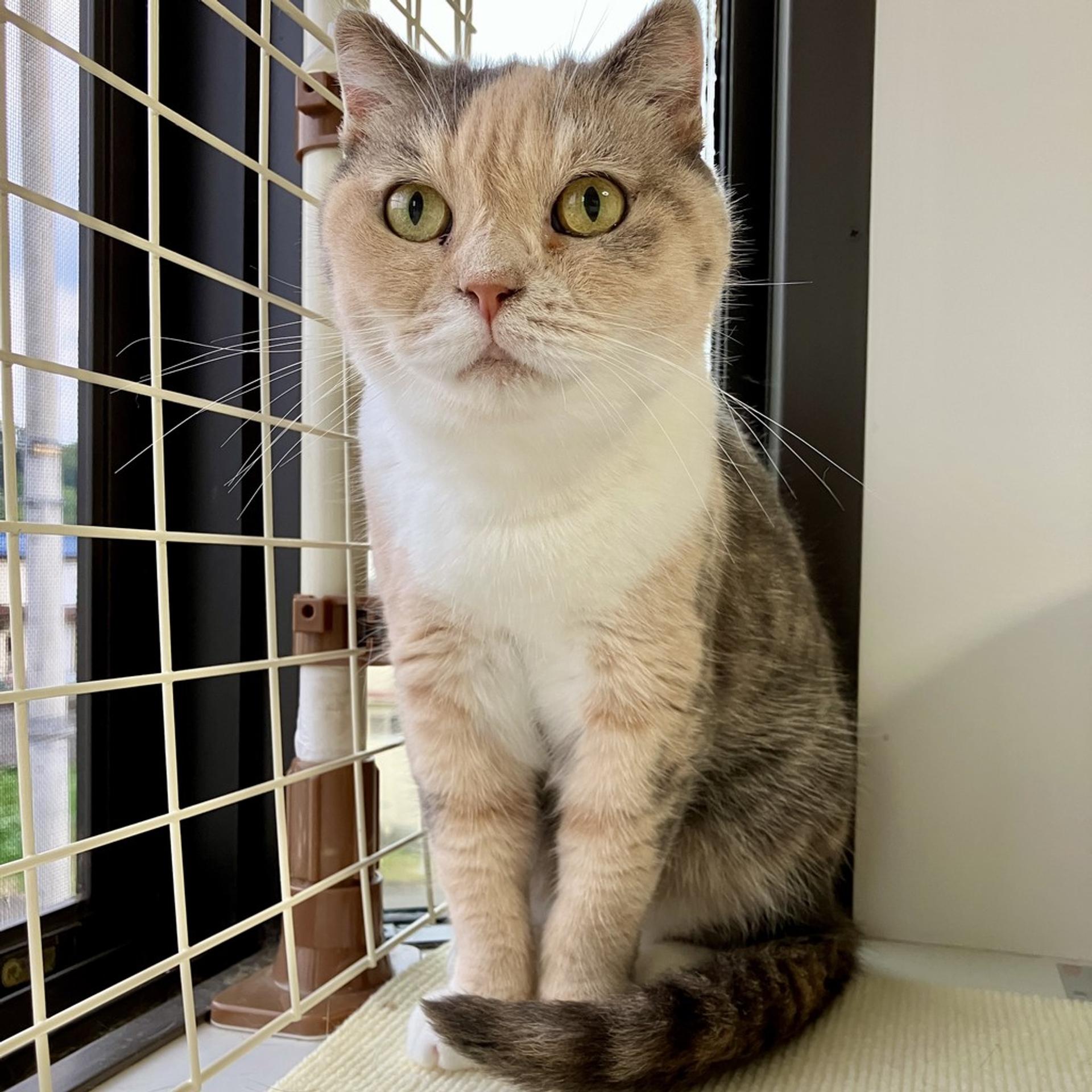 pet-image-4