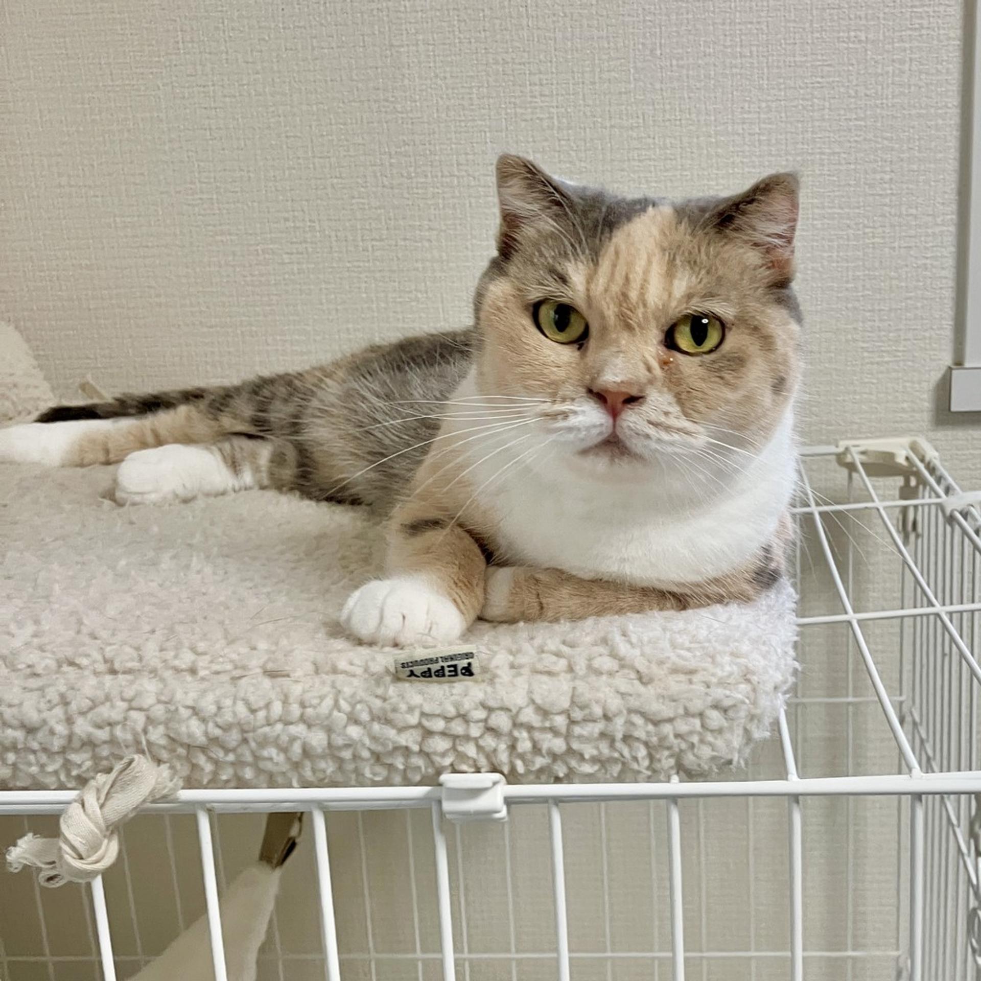 pet-image-5