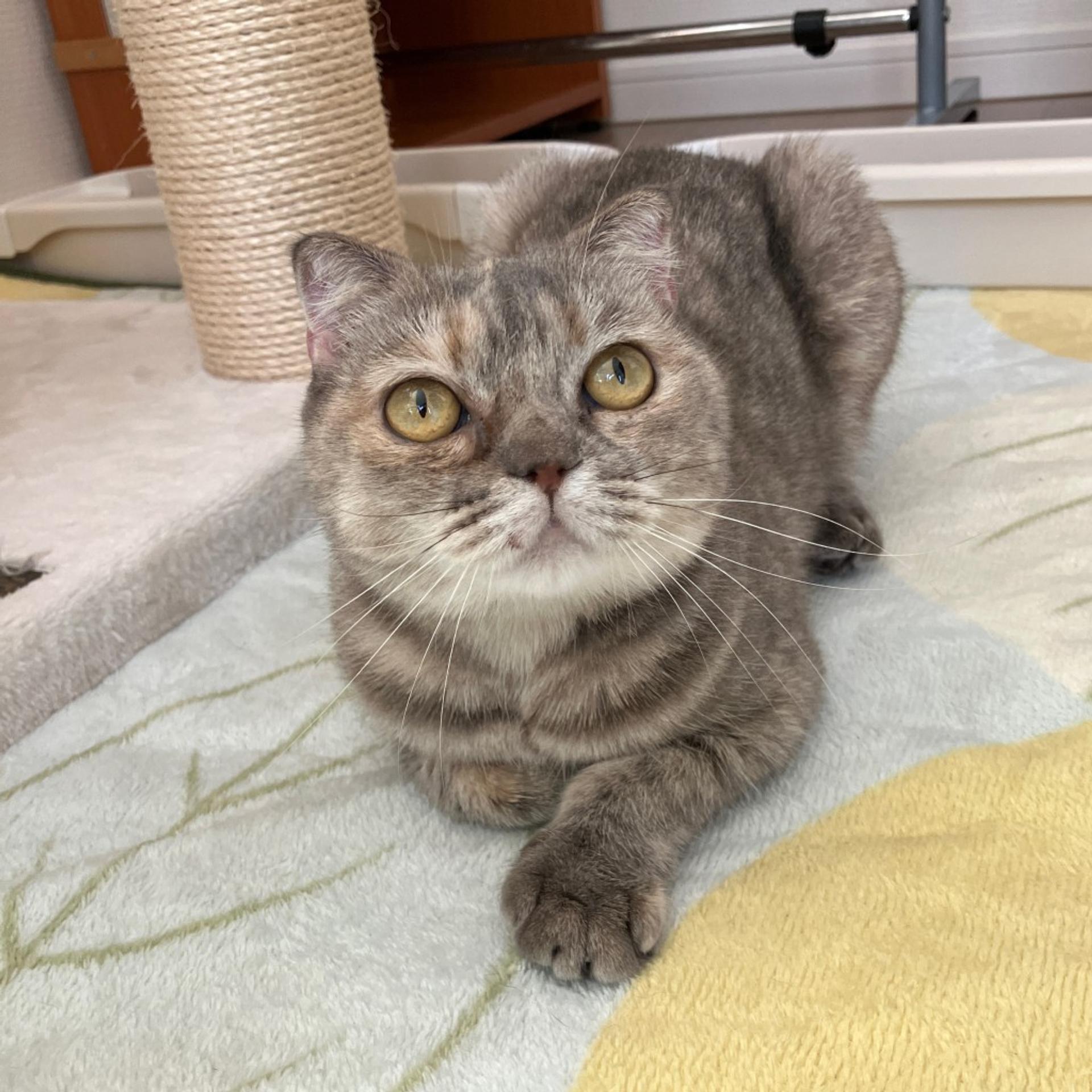 pet-image-4