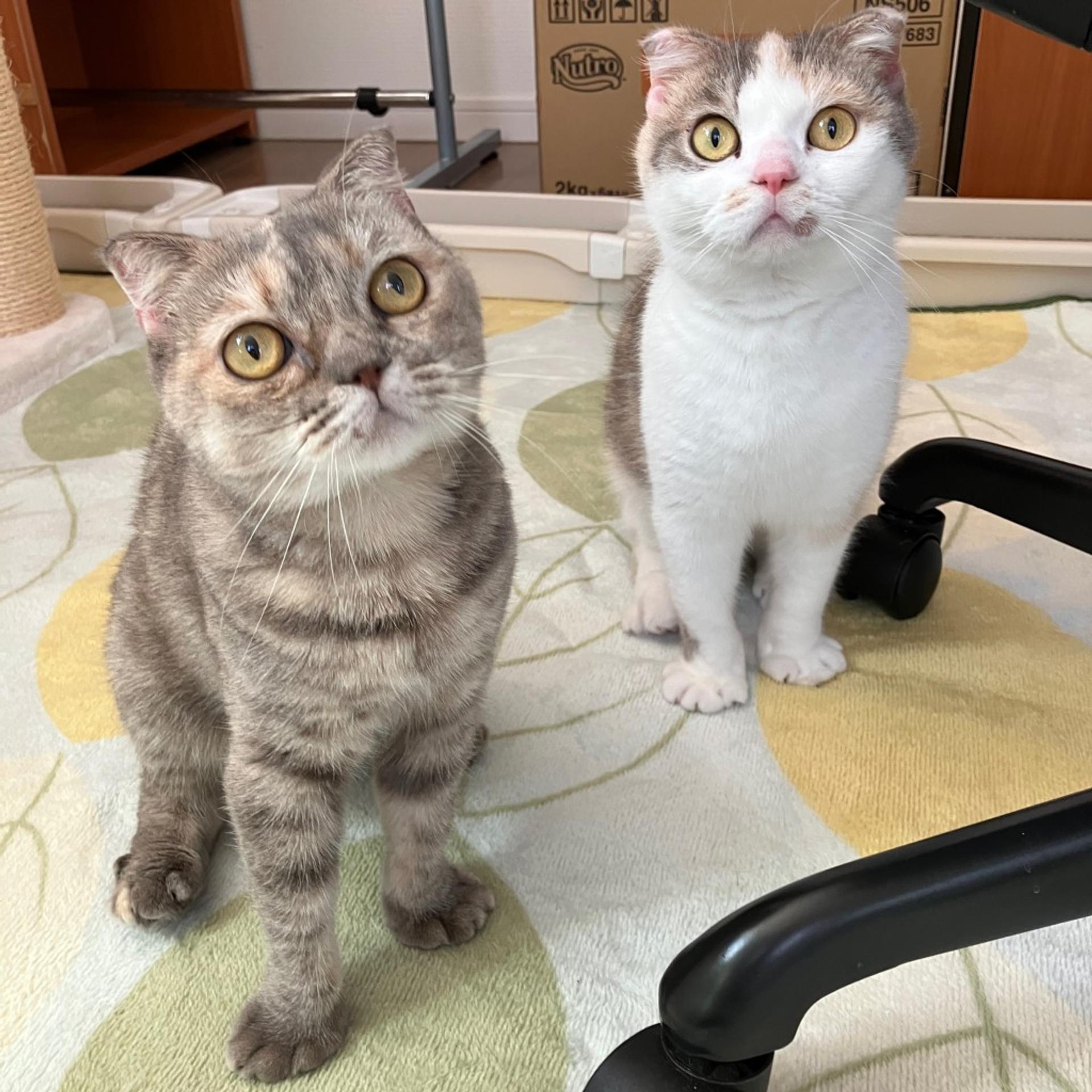 pet-image-5