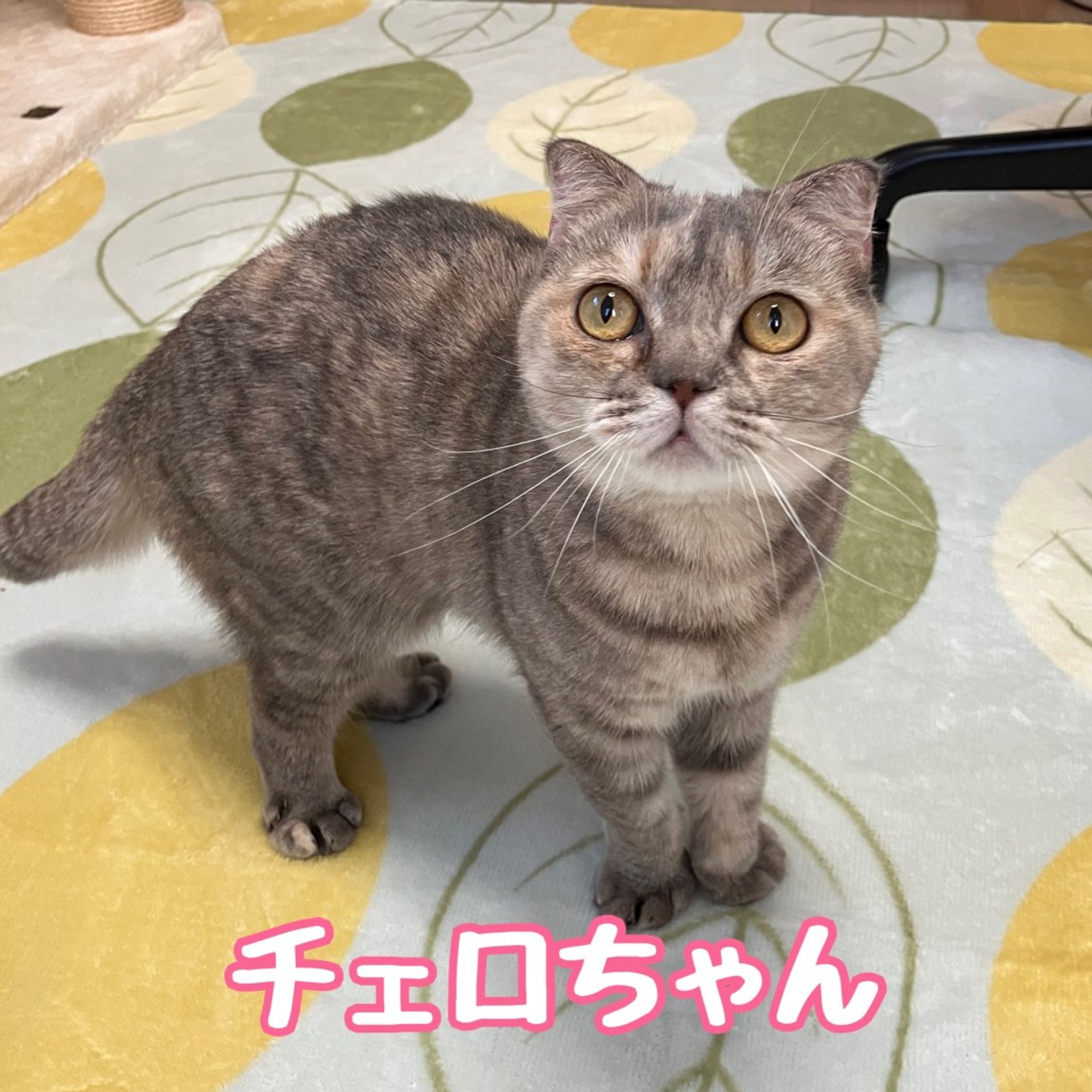 スコティッシュフォールド・メスの里親募集の写真
