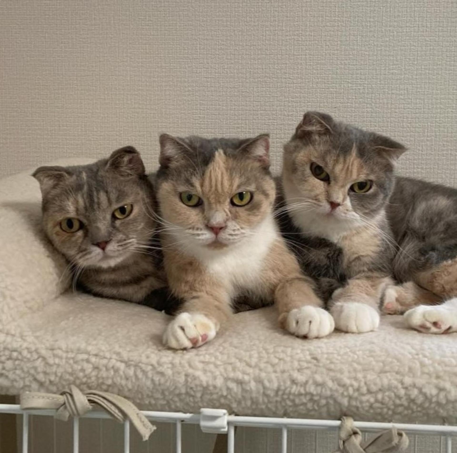 pet-image-7
