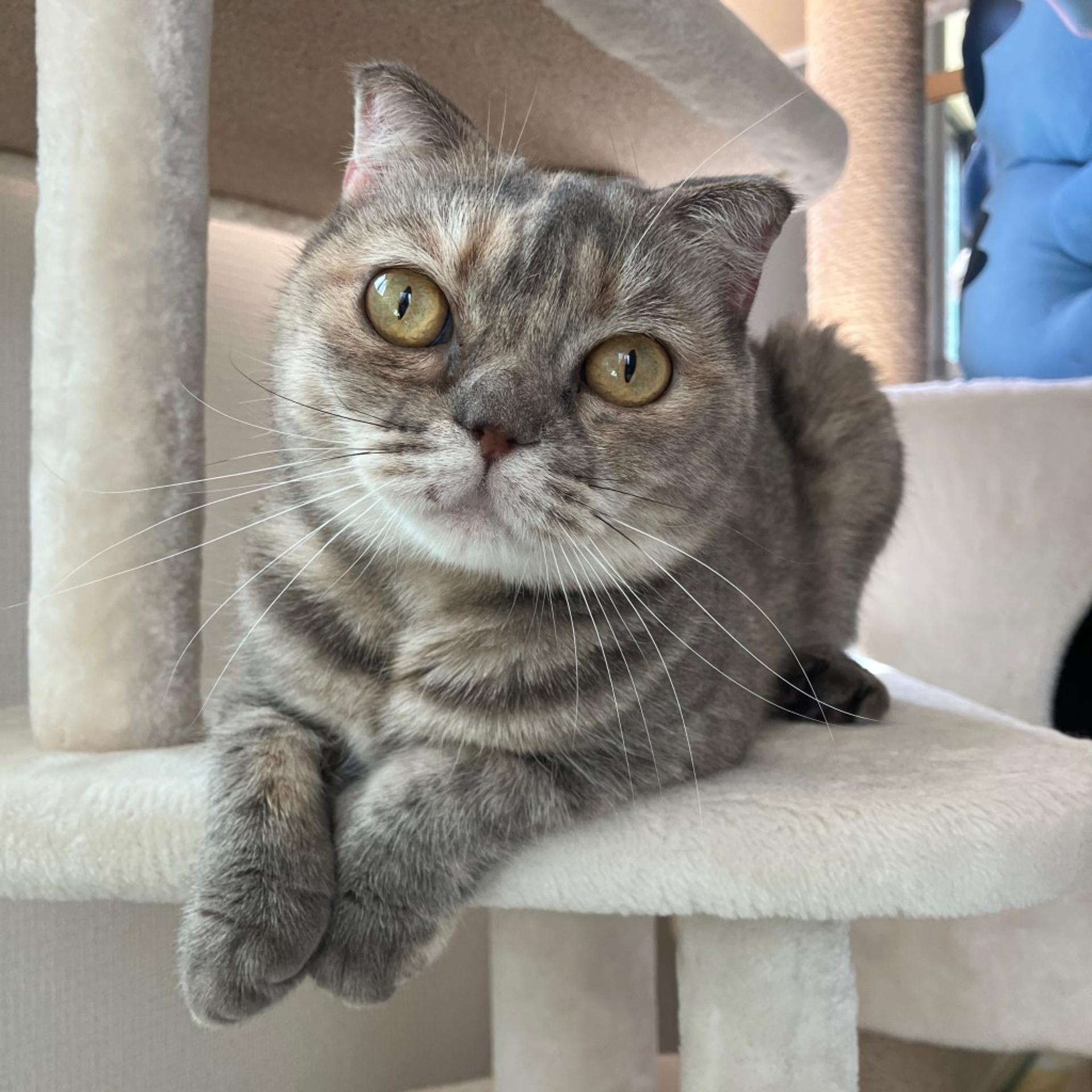 pet-image-3