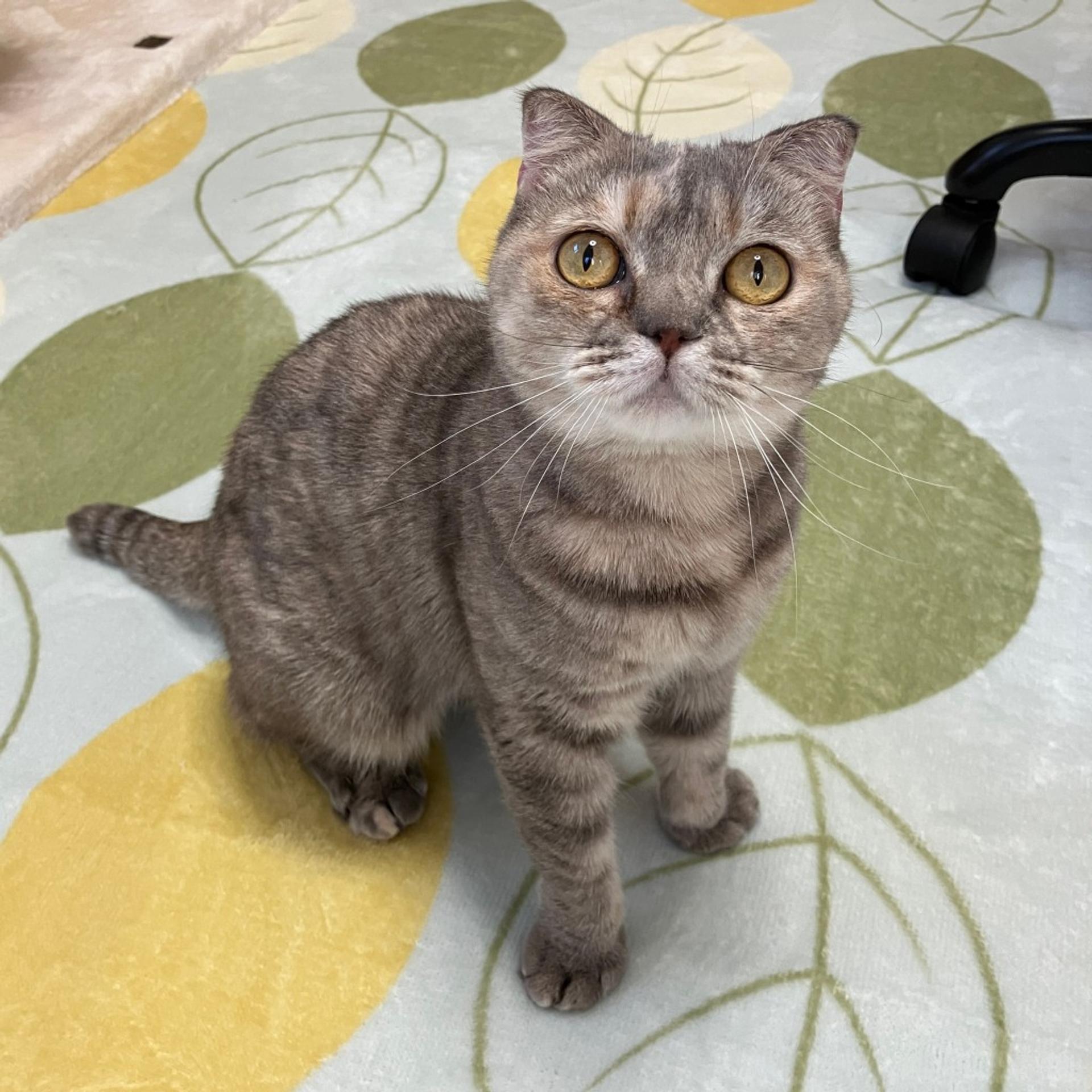 pet-image-2