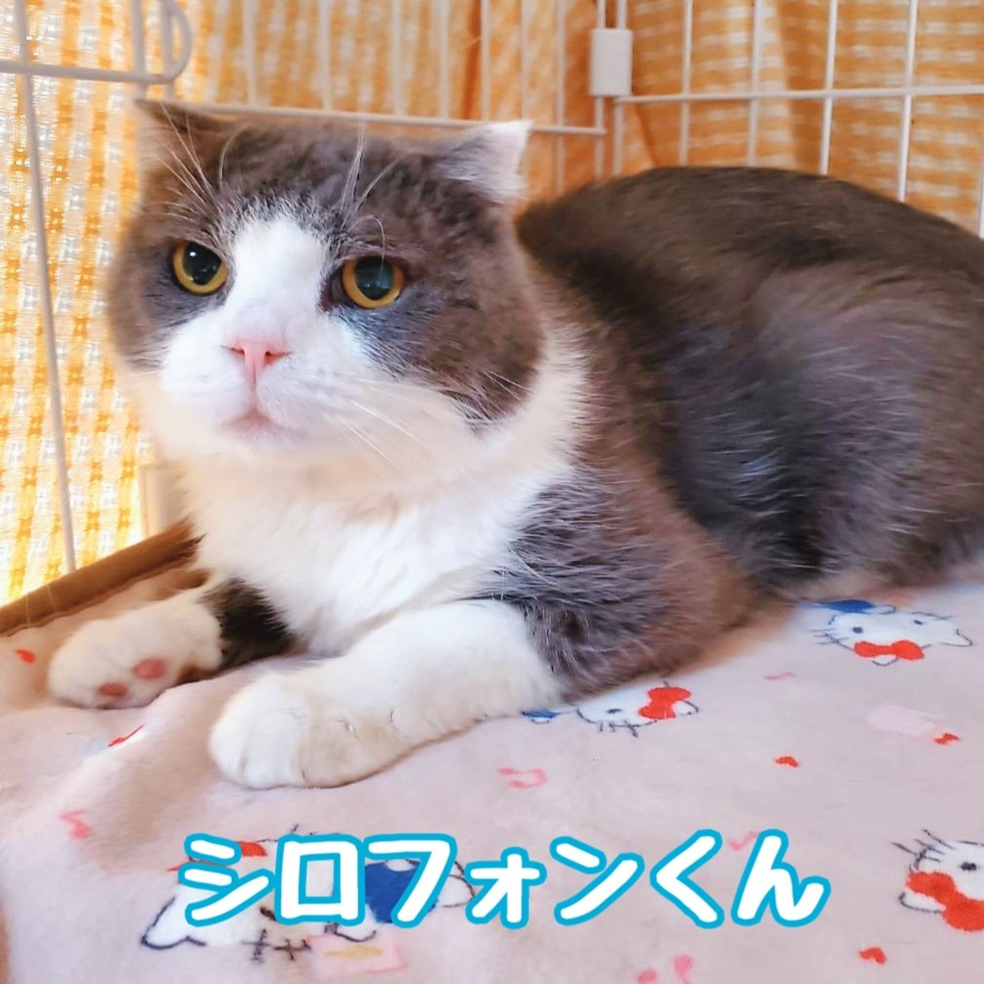 スコティッシュフォールド・オスの里親募集の写真