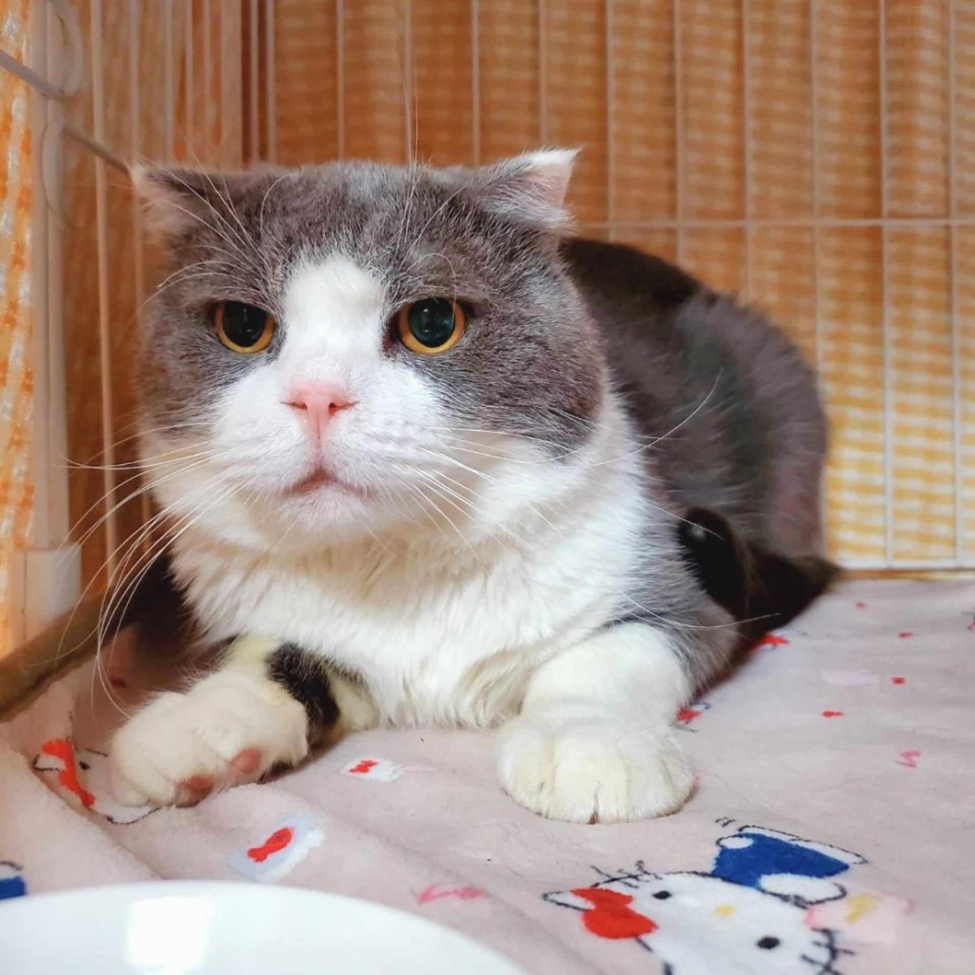 pet-image-3