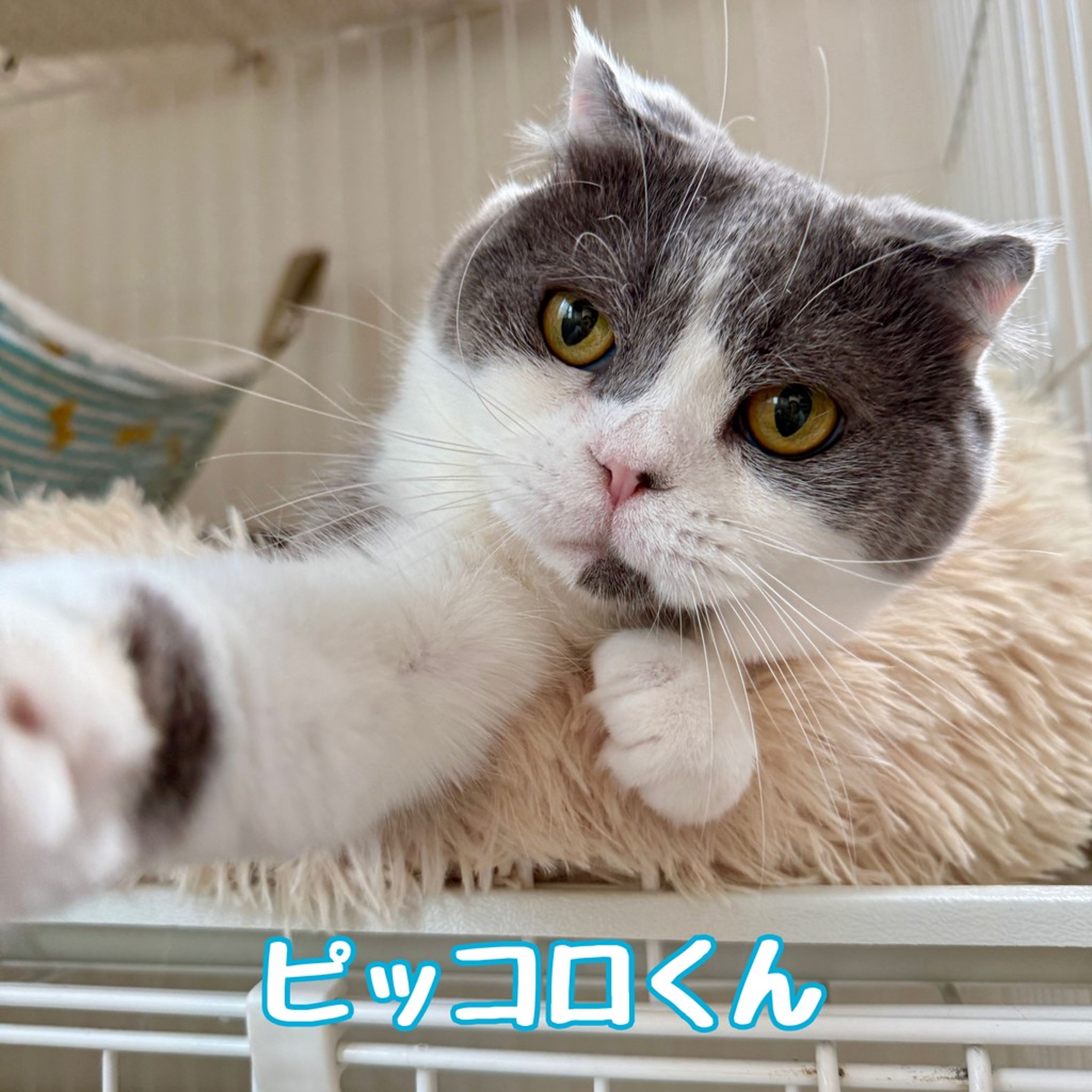 スコティッシュフォールド・オスの里親募集の写真