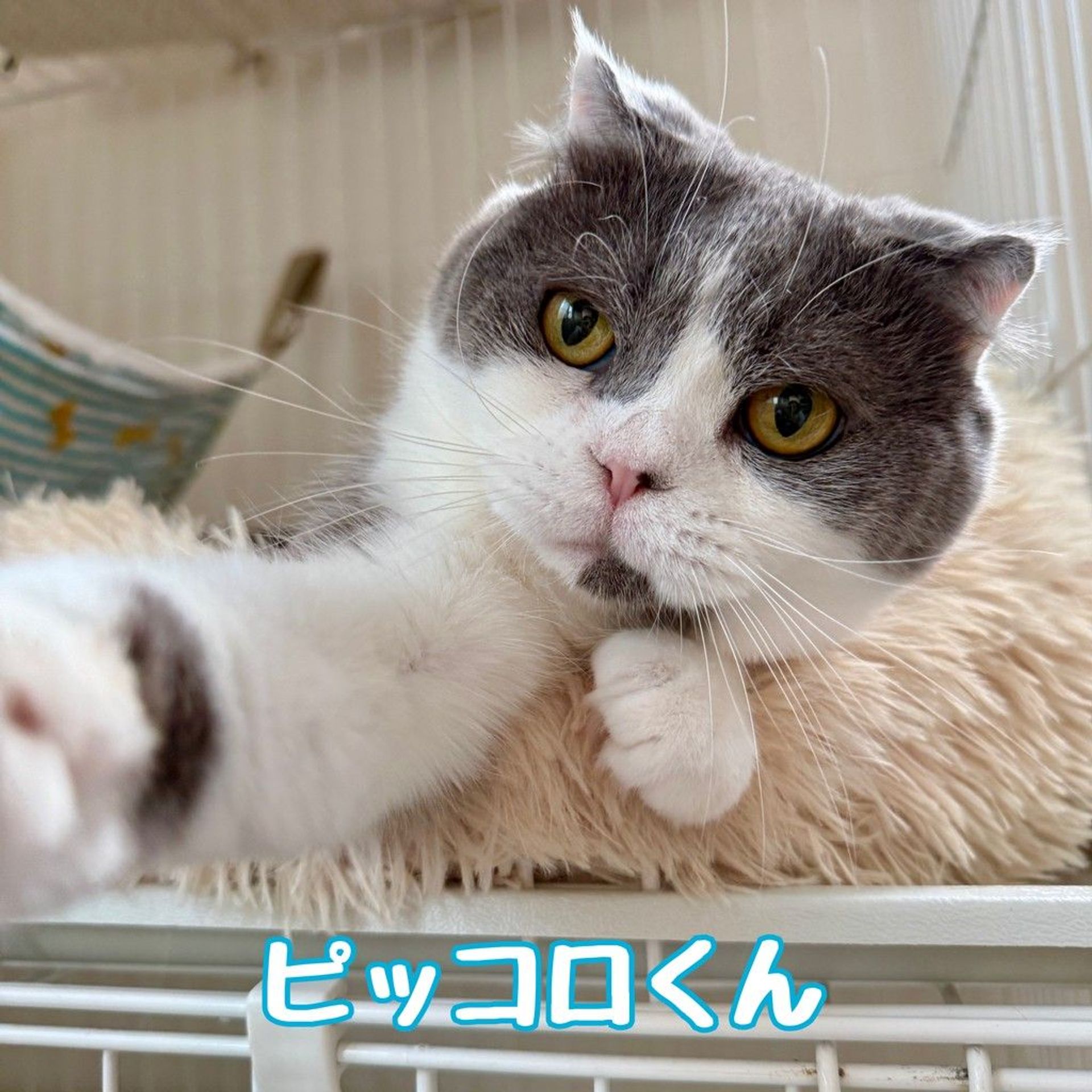 スコティッシュフォールド・オスの里親募集の写真
