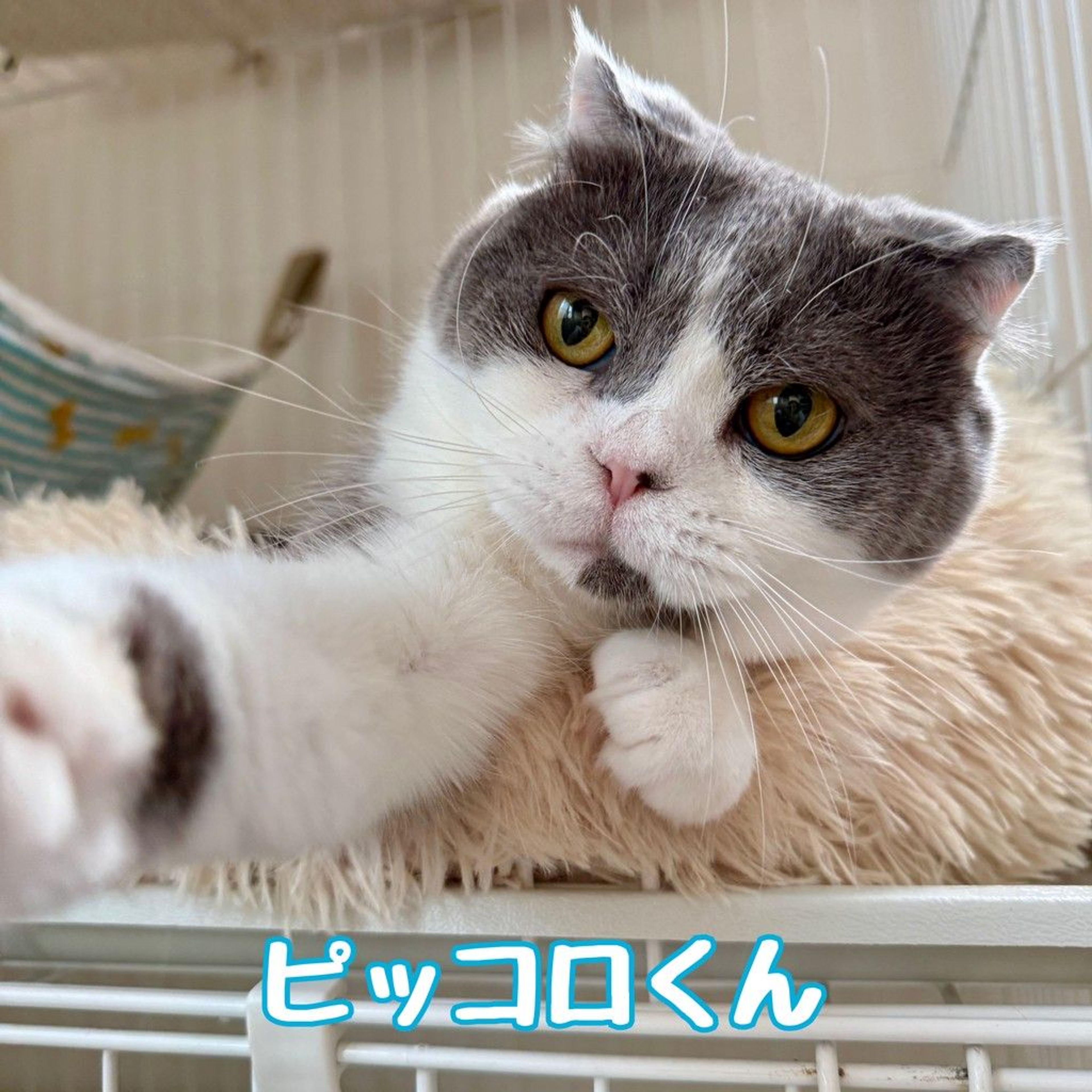 スコティッシュフォールド・オスの里親募集の写真