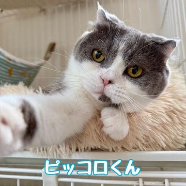 ピッコロの写真