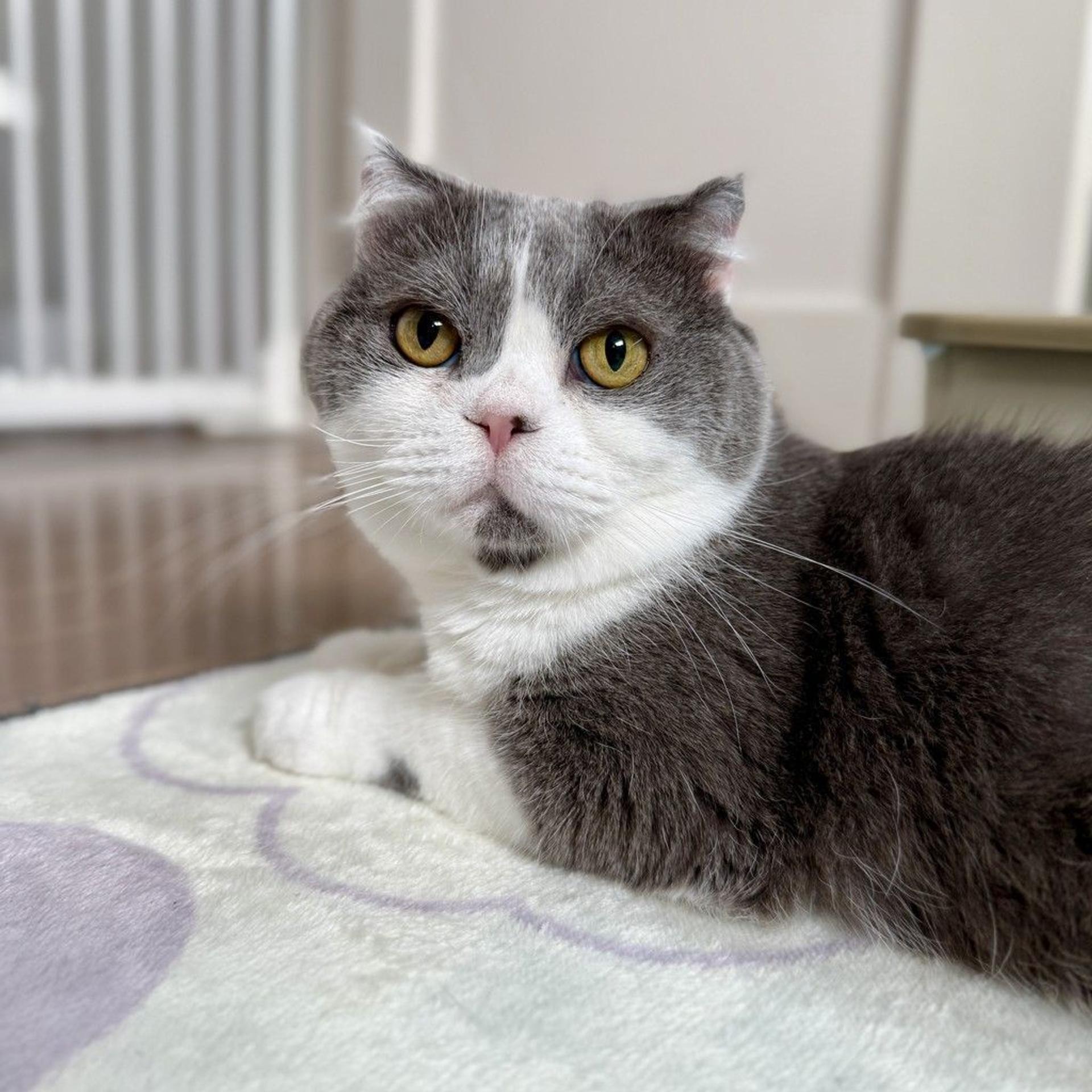 pet-image-2