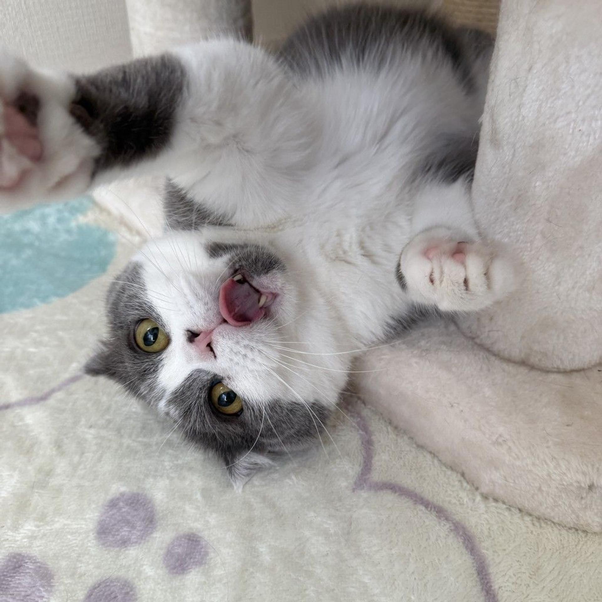 pet-image-3
