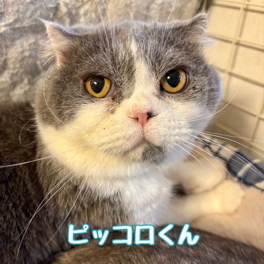 ピッコロ