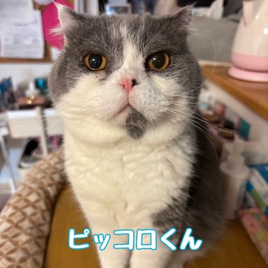 ピッコロ
