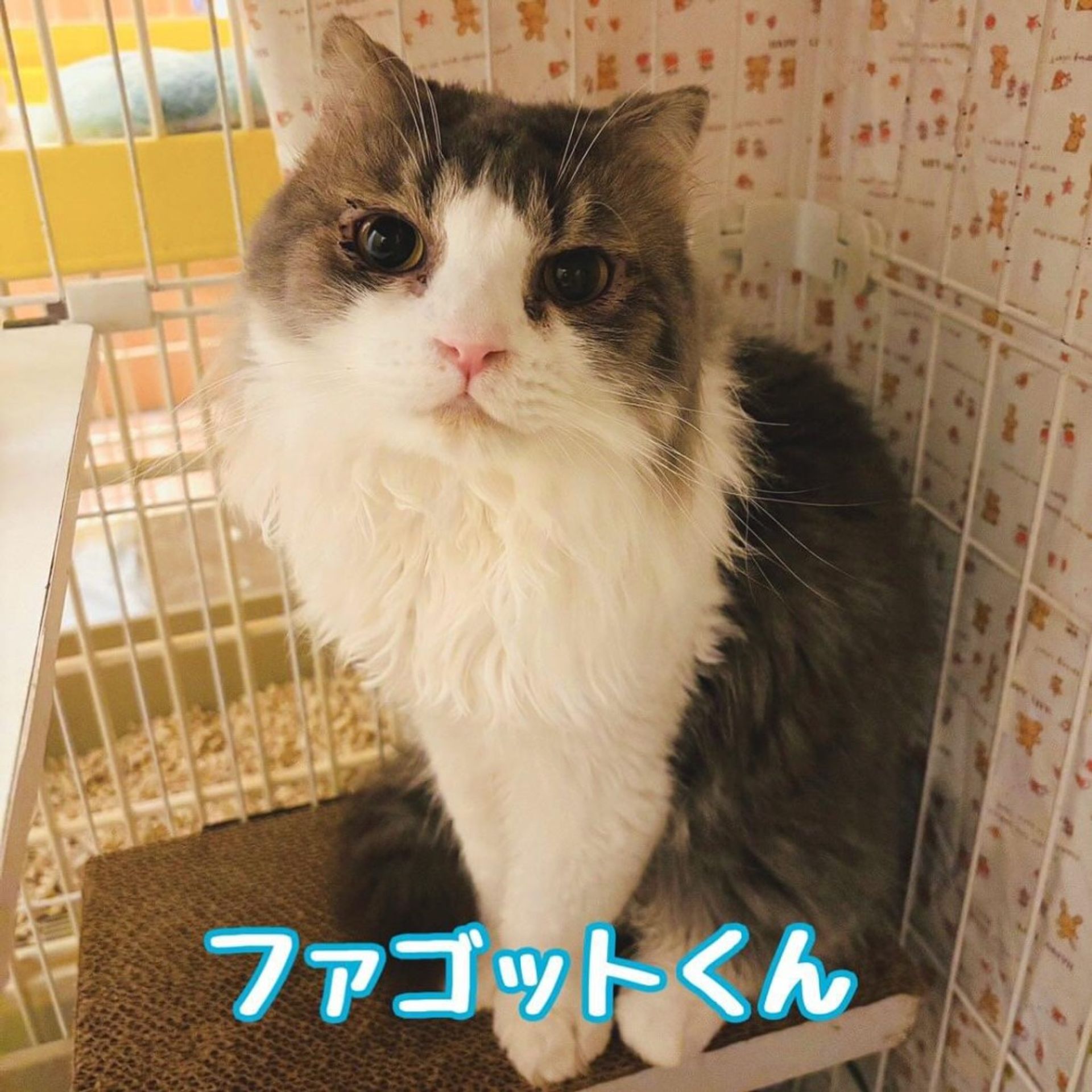 スコティッシュフォールド・オスの里親募集の写真