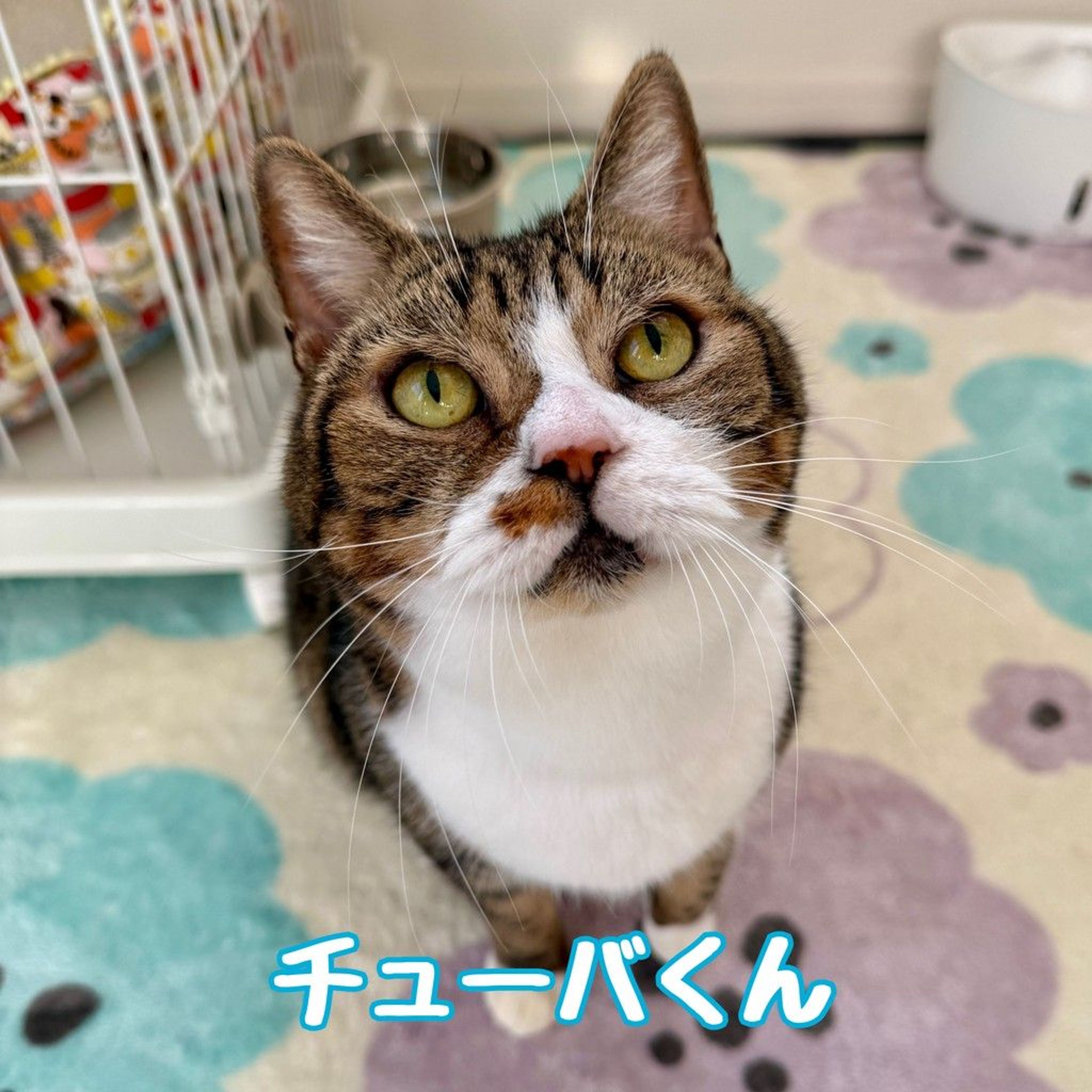 スコティッシュフォールド・オスの里親募集の写真