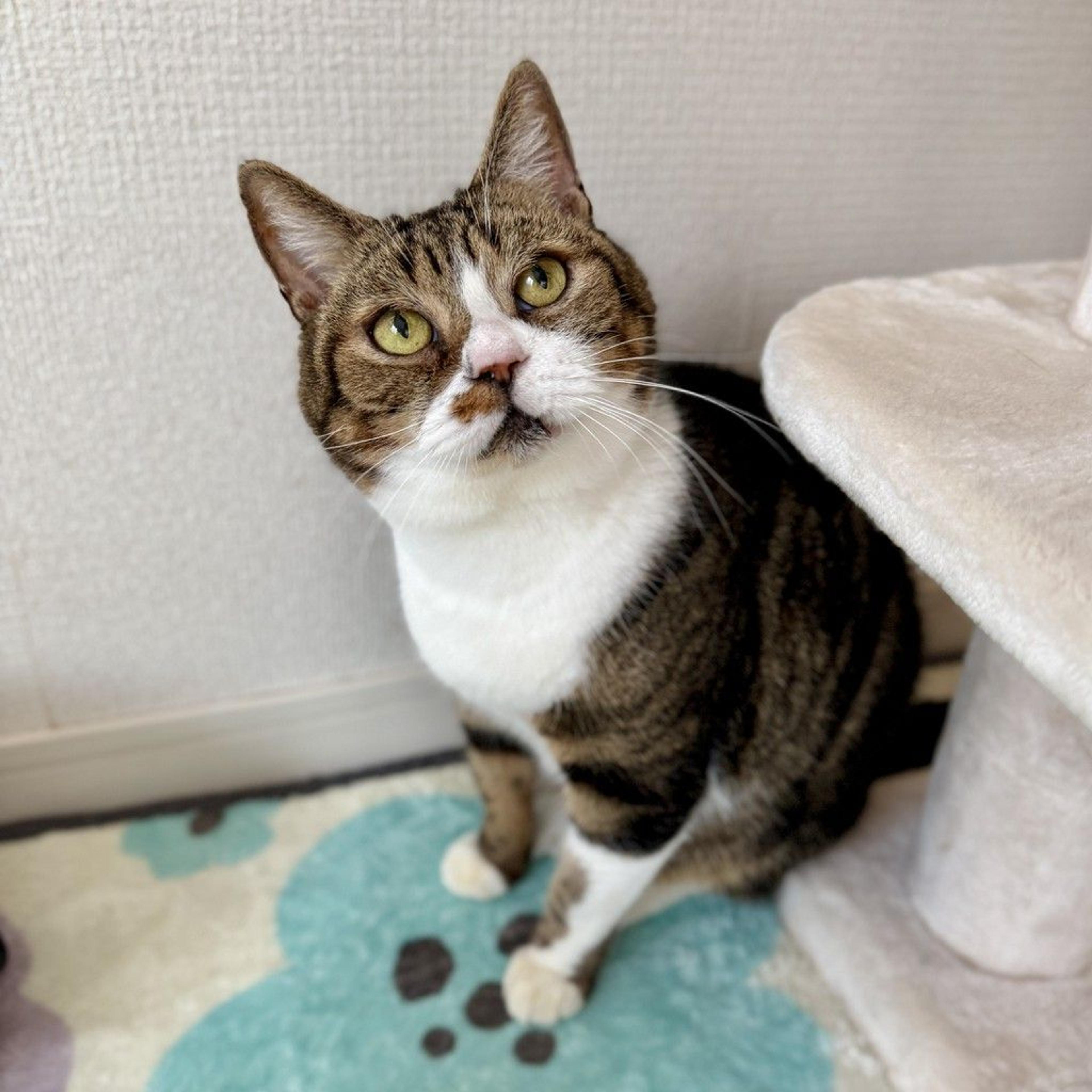 pet-image-2