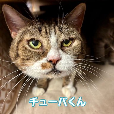 チューバ