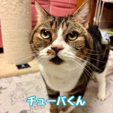 チューバ