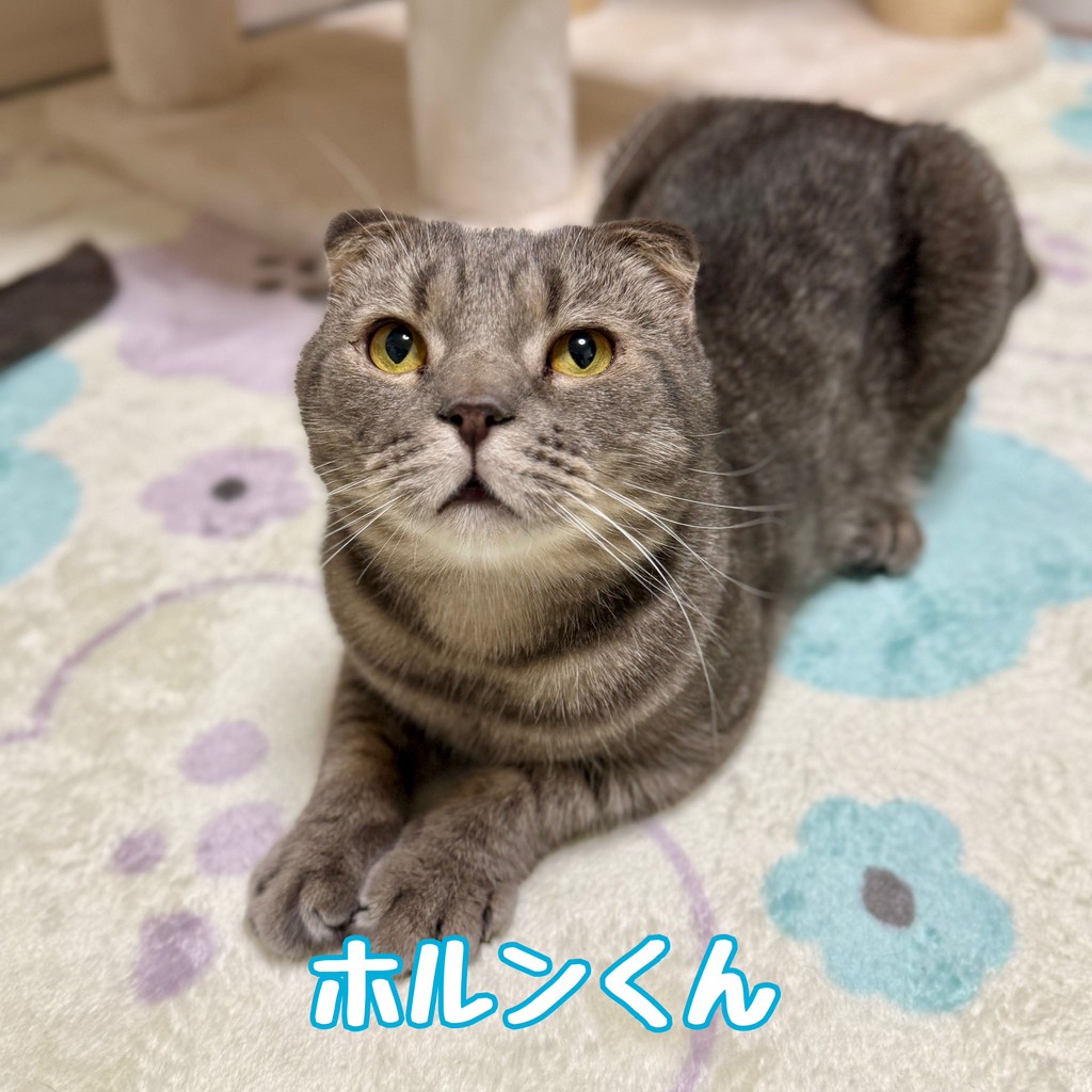 スコティッシュフォールド・オスの里親募集の写真