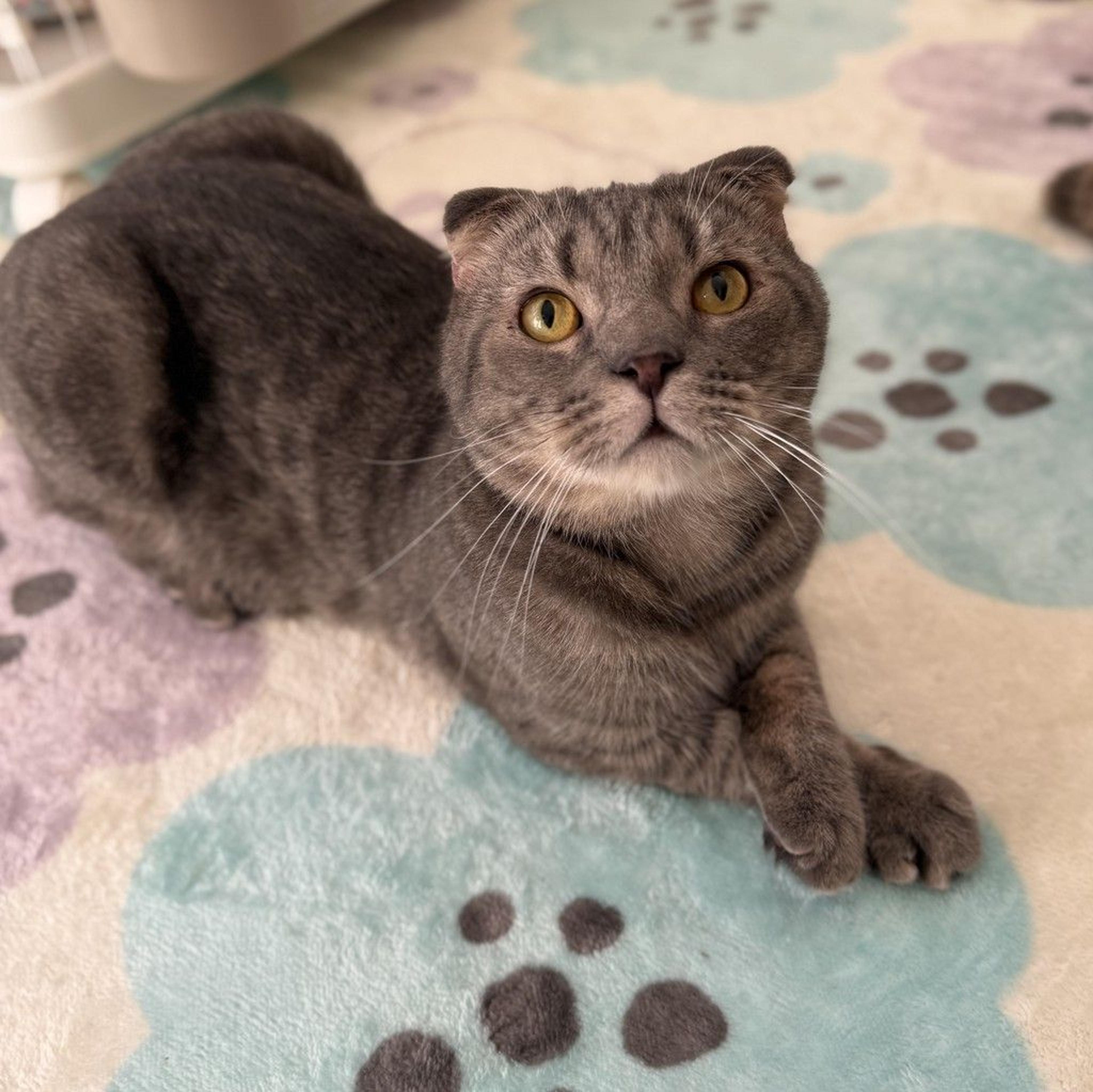pet-image-3