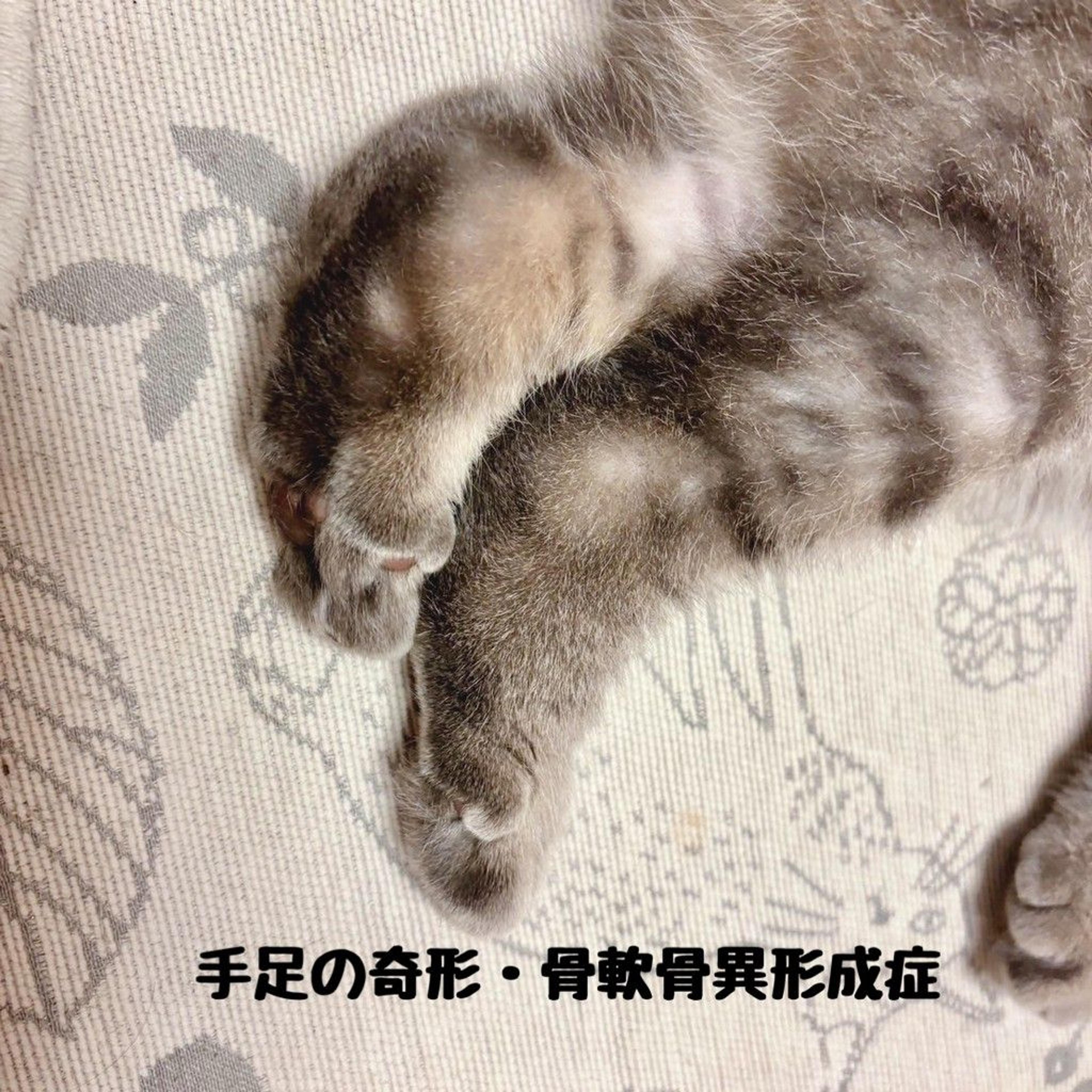 pet-image-4