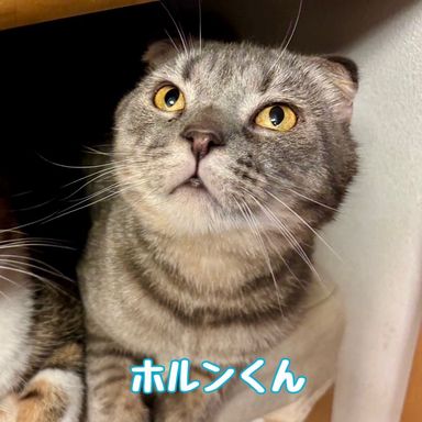 ホルン