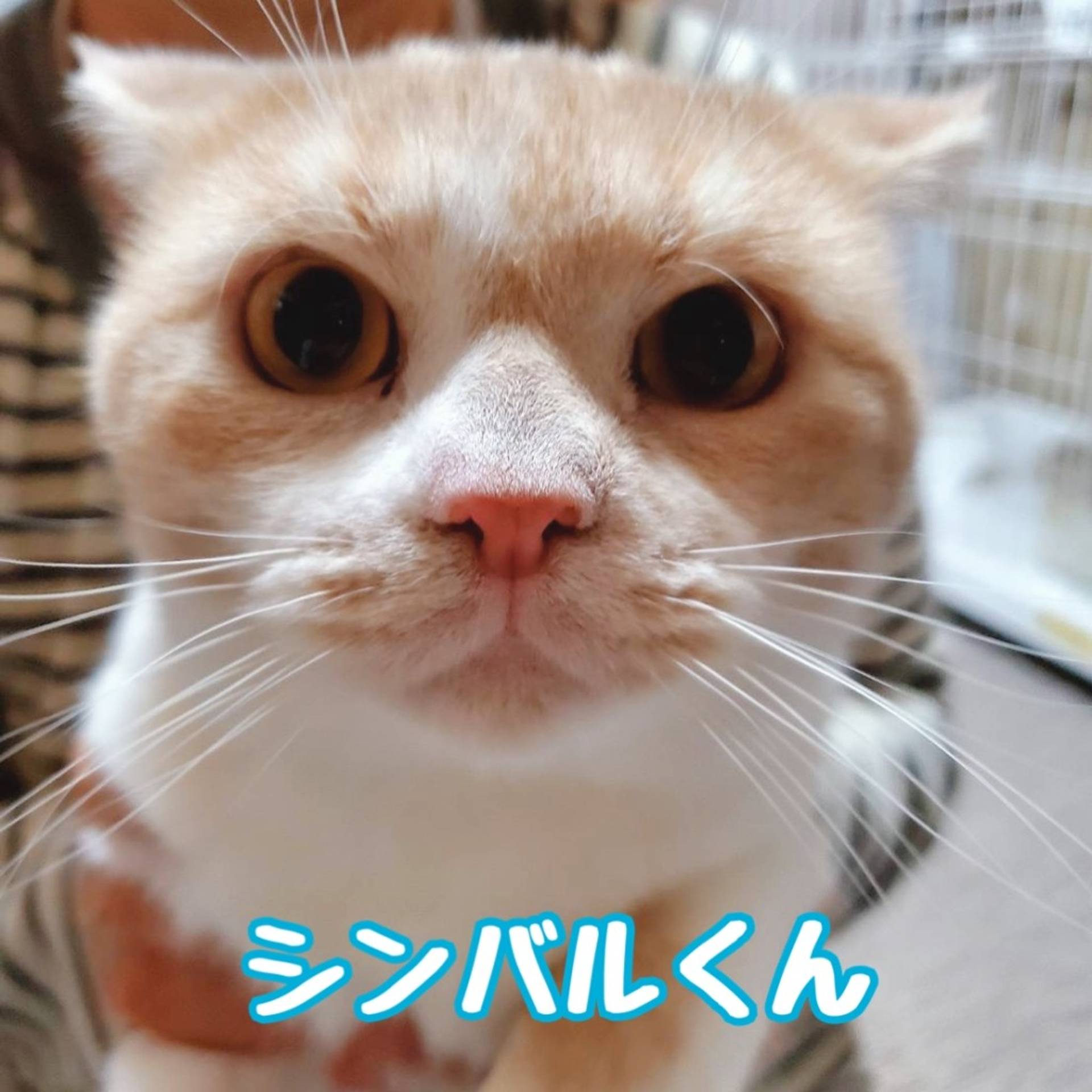 スコティッシュフォールド・オスの里親募集の写真
