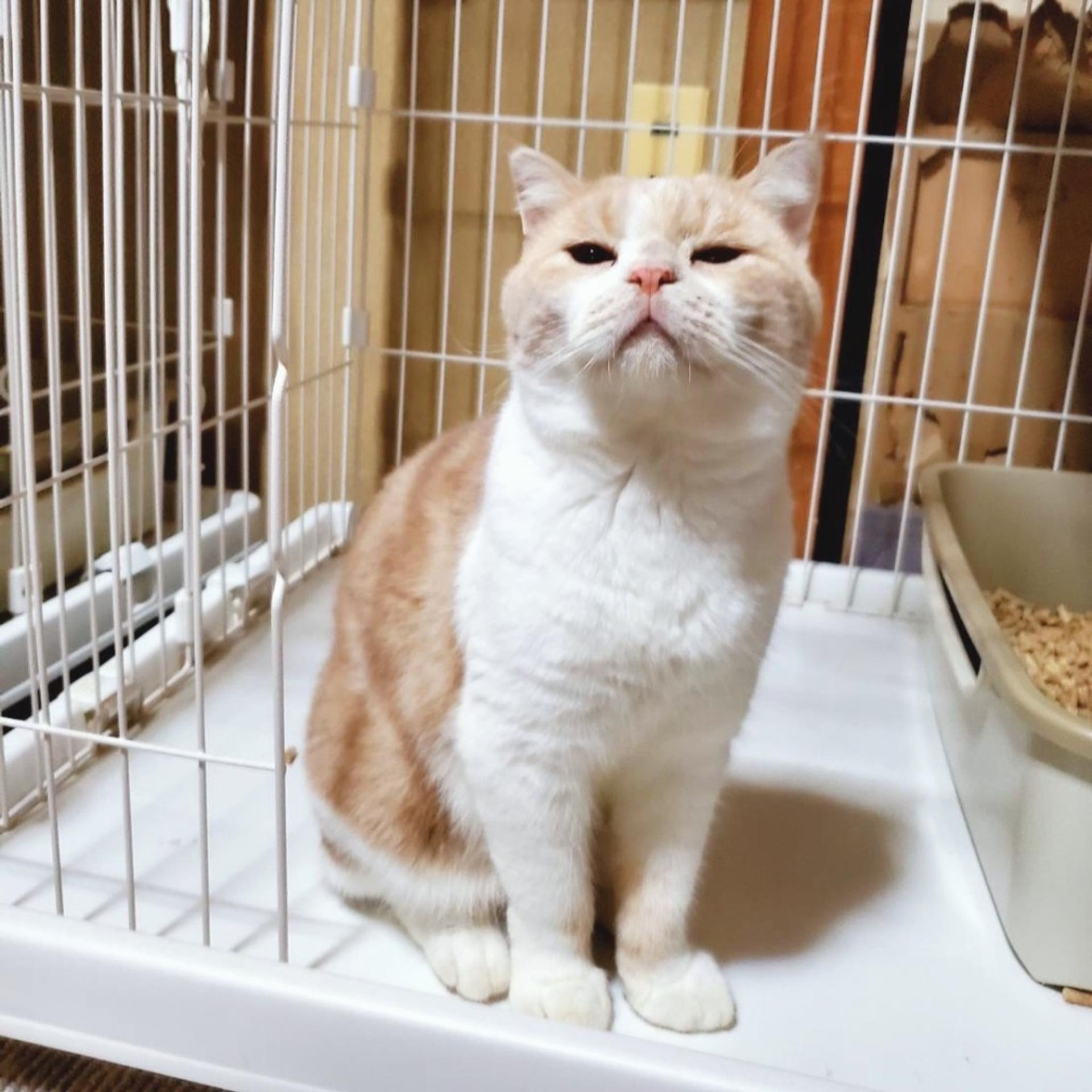 pet-image-4