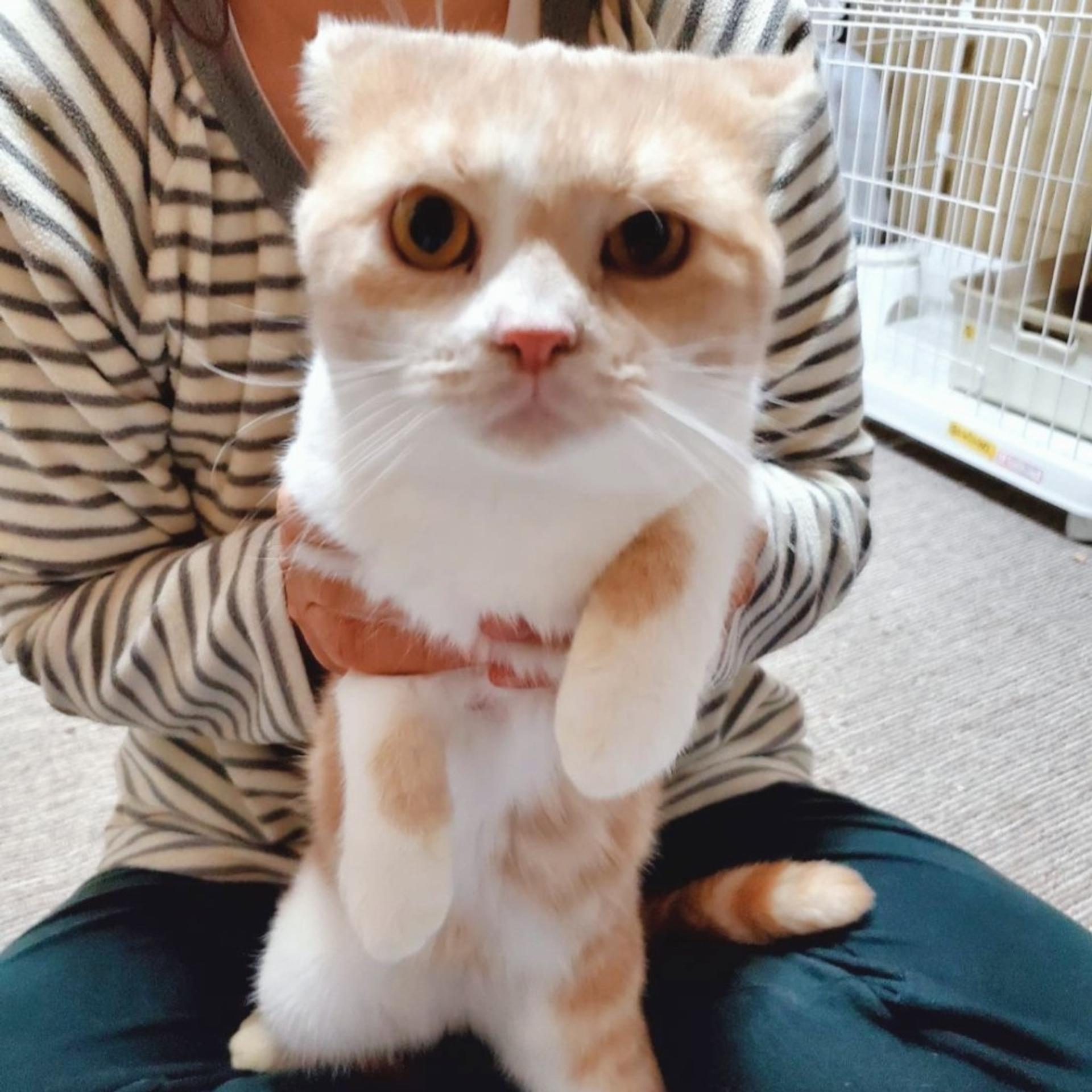 pet-image-5