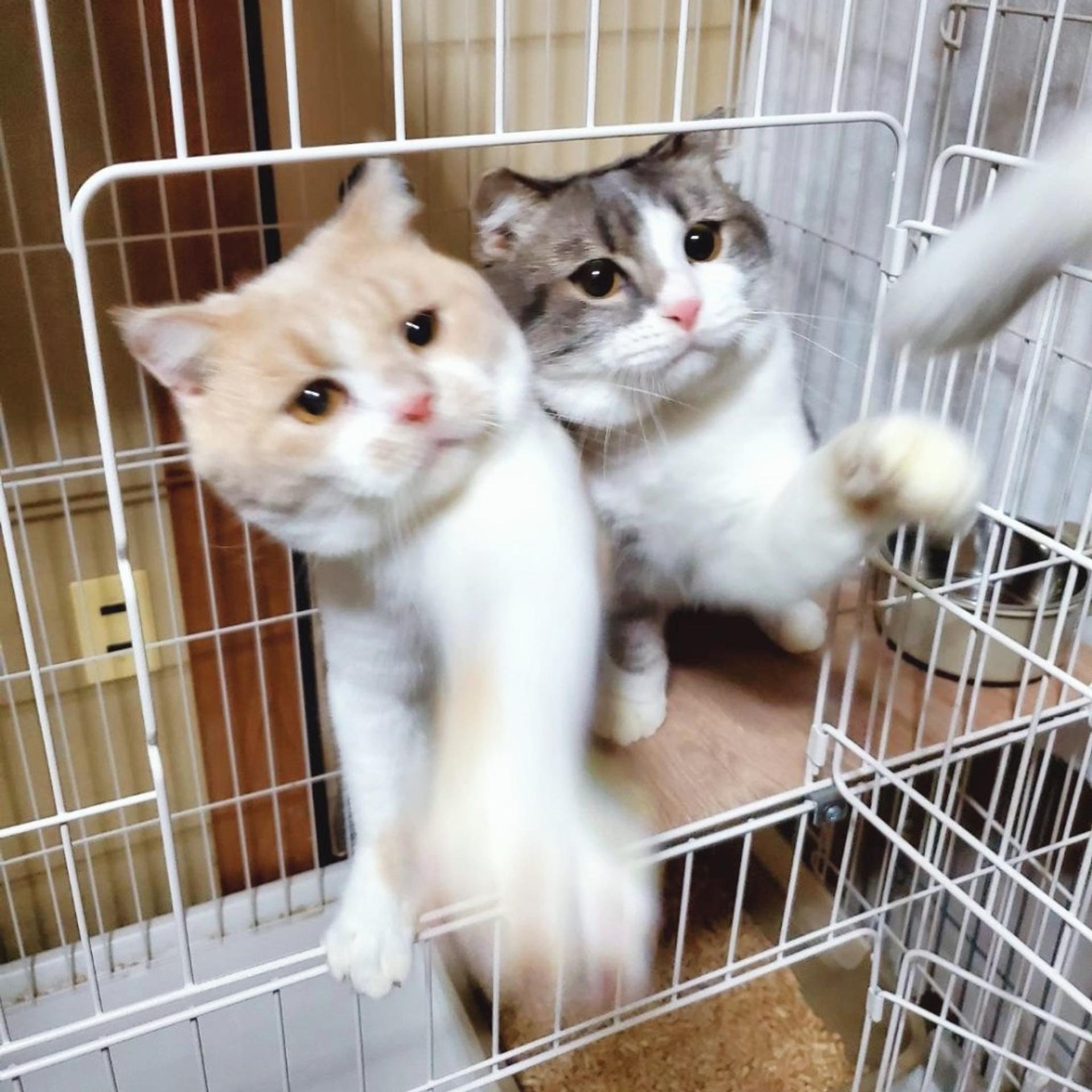 pet-image-6