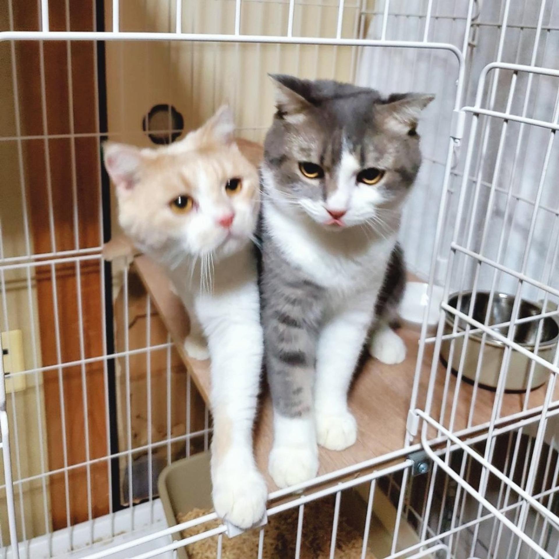 pet-image-7