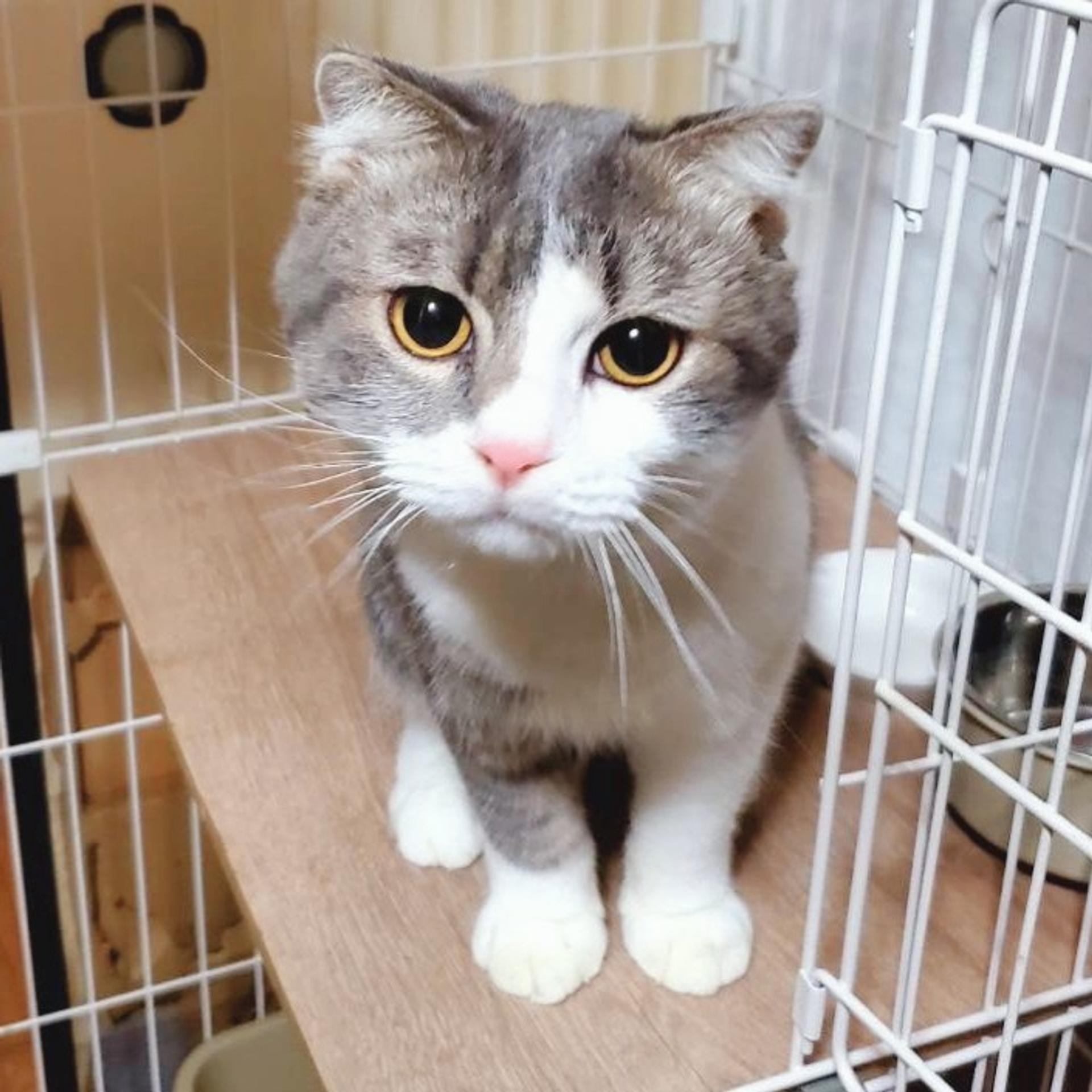 pet-image-5