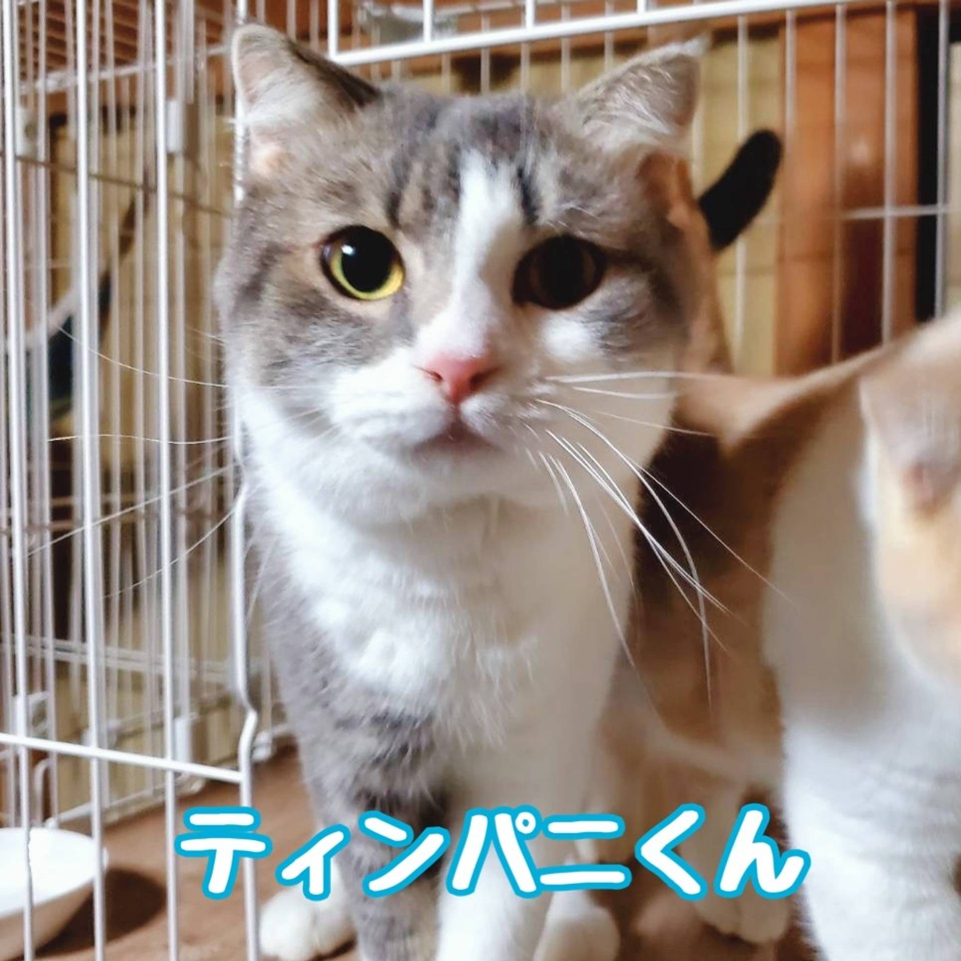 スコティッシュフォールド・オスの里親募集の写真