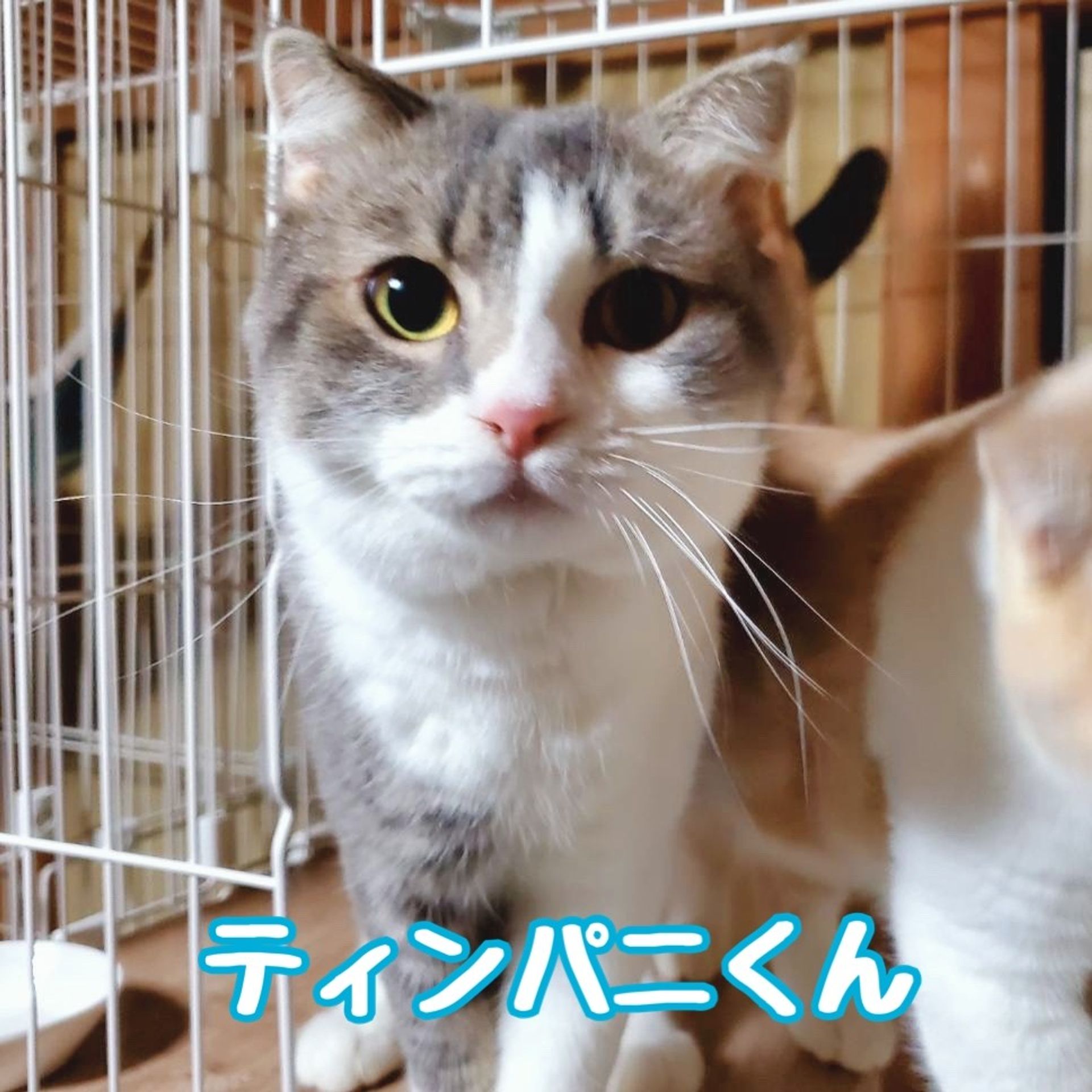 スコティッシュフォールド・オスの里親募集の写真