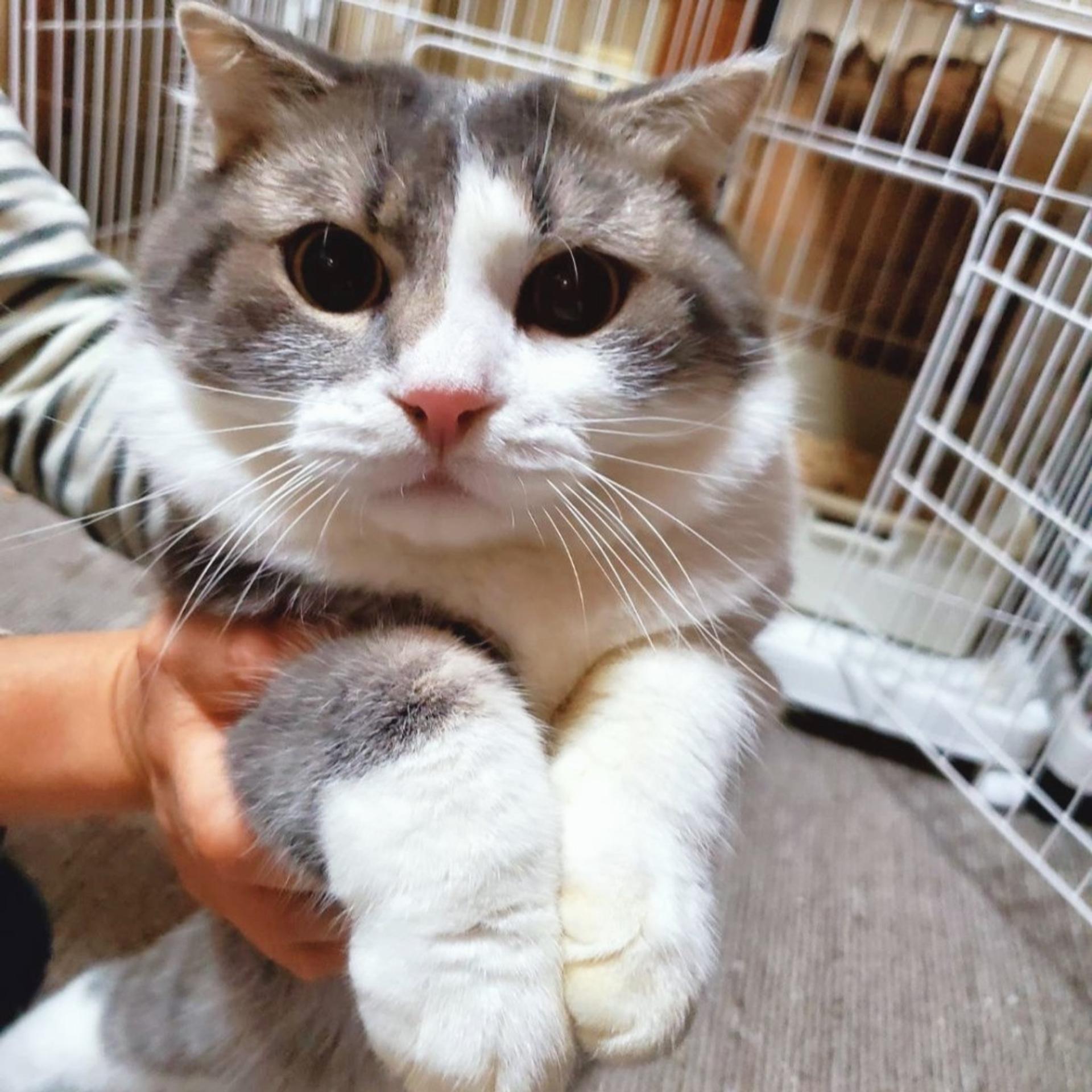 pet-image-2