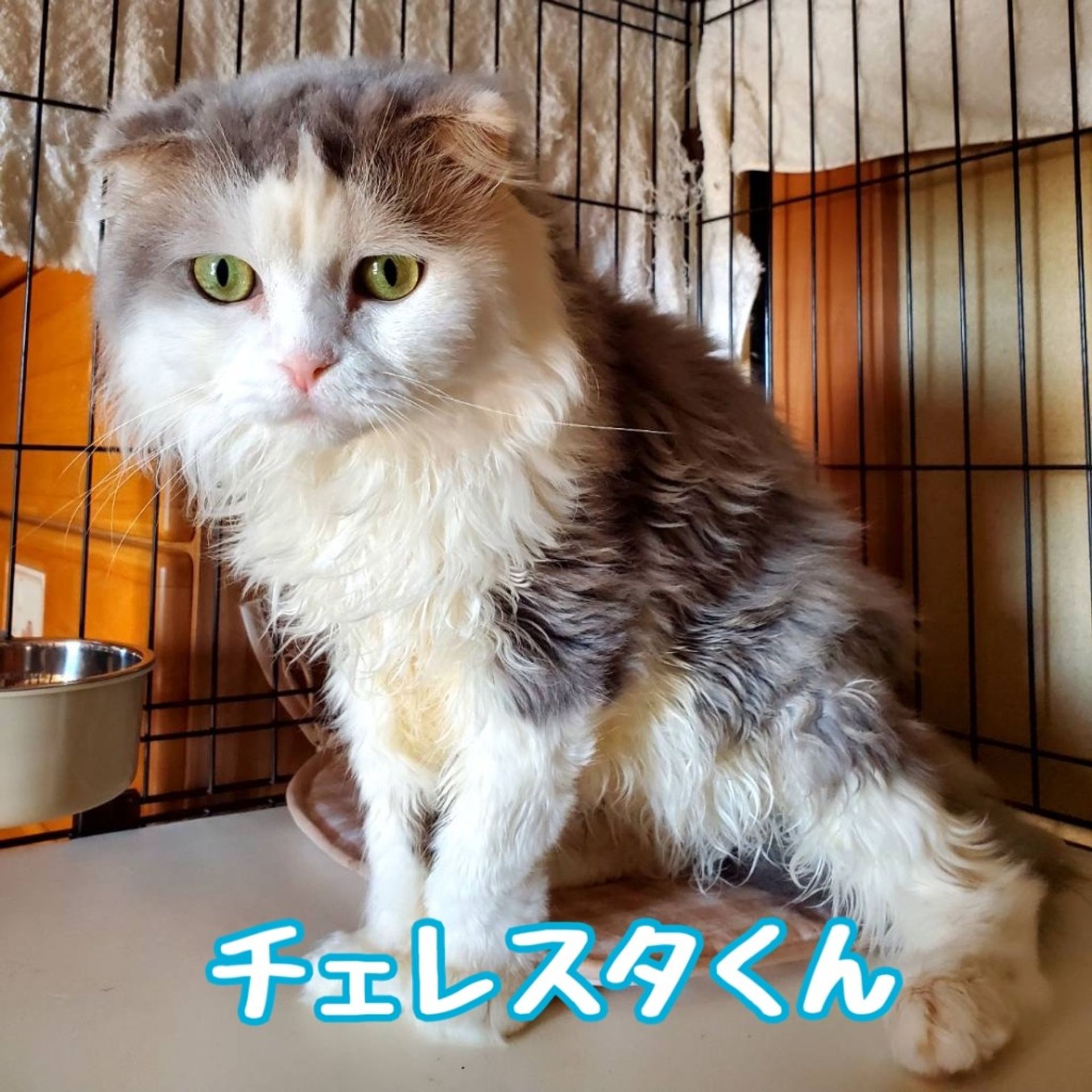 スコティッシュフォールド・オスの里親募集の写真