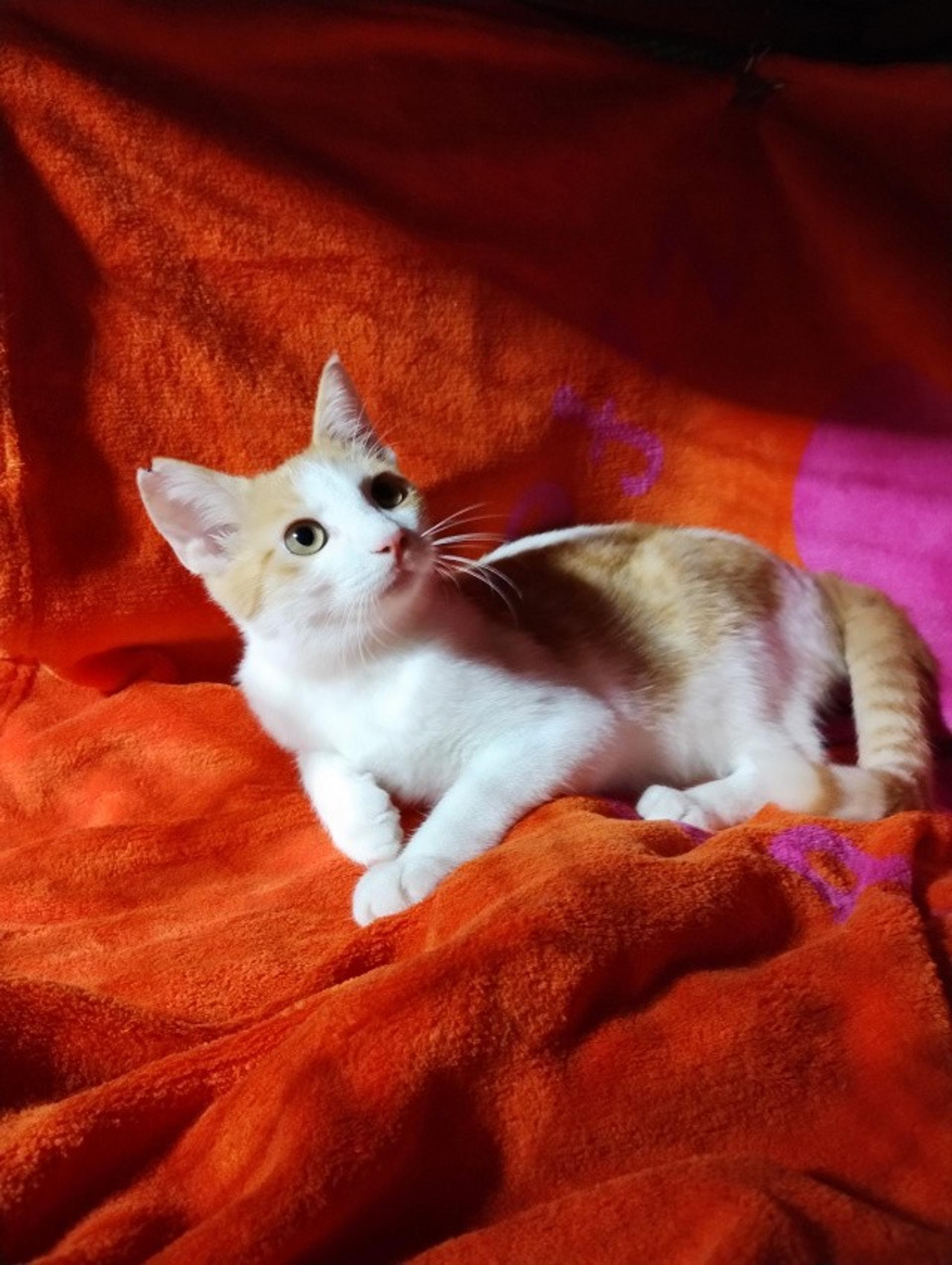 pet-image-6