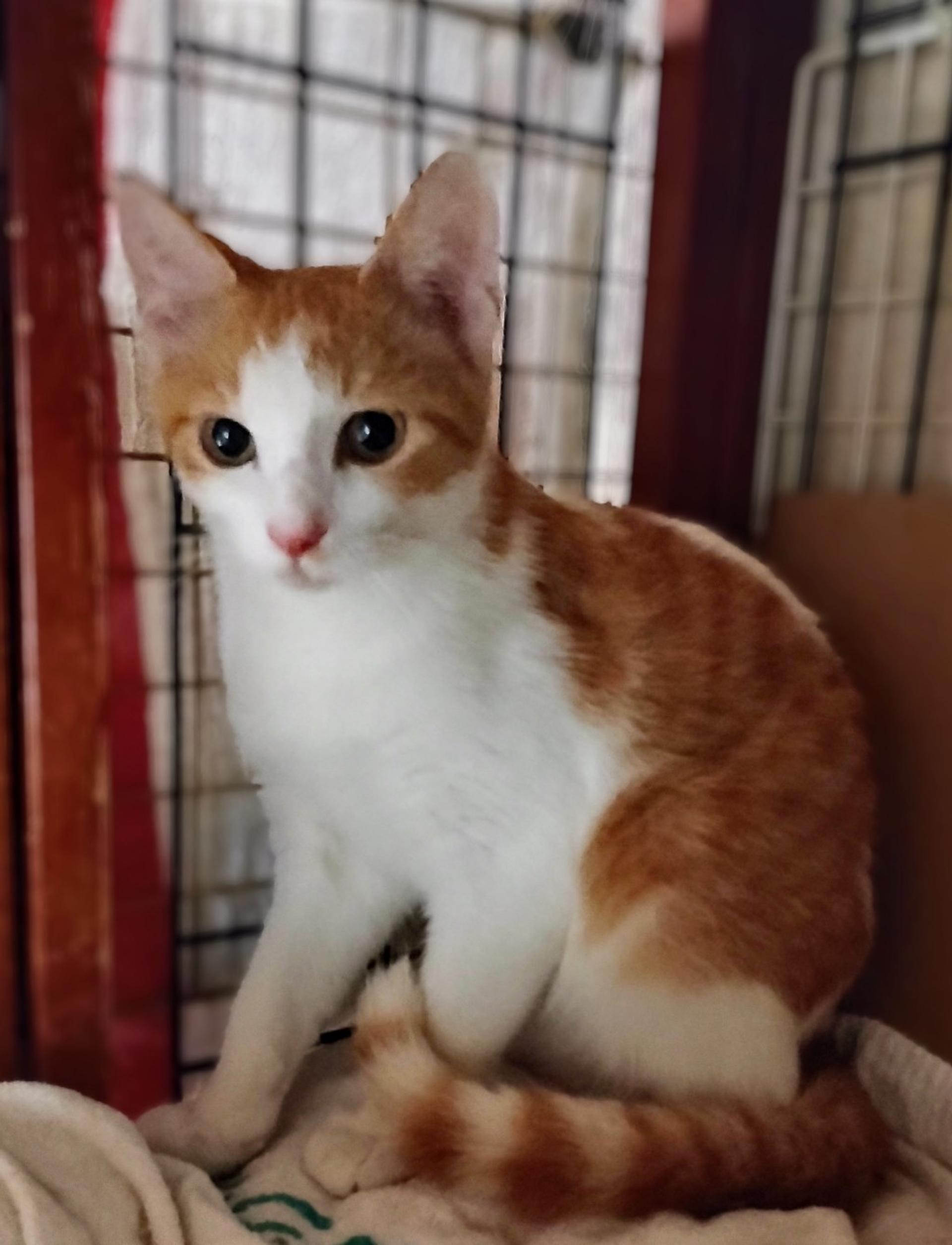 pet-image-3