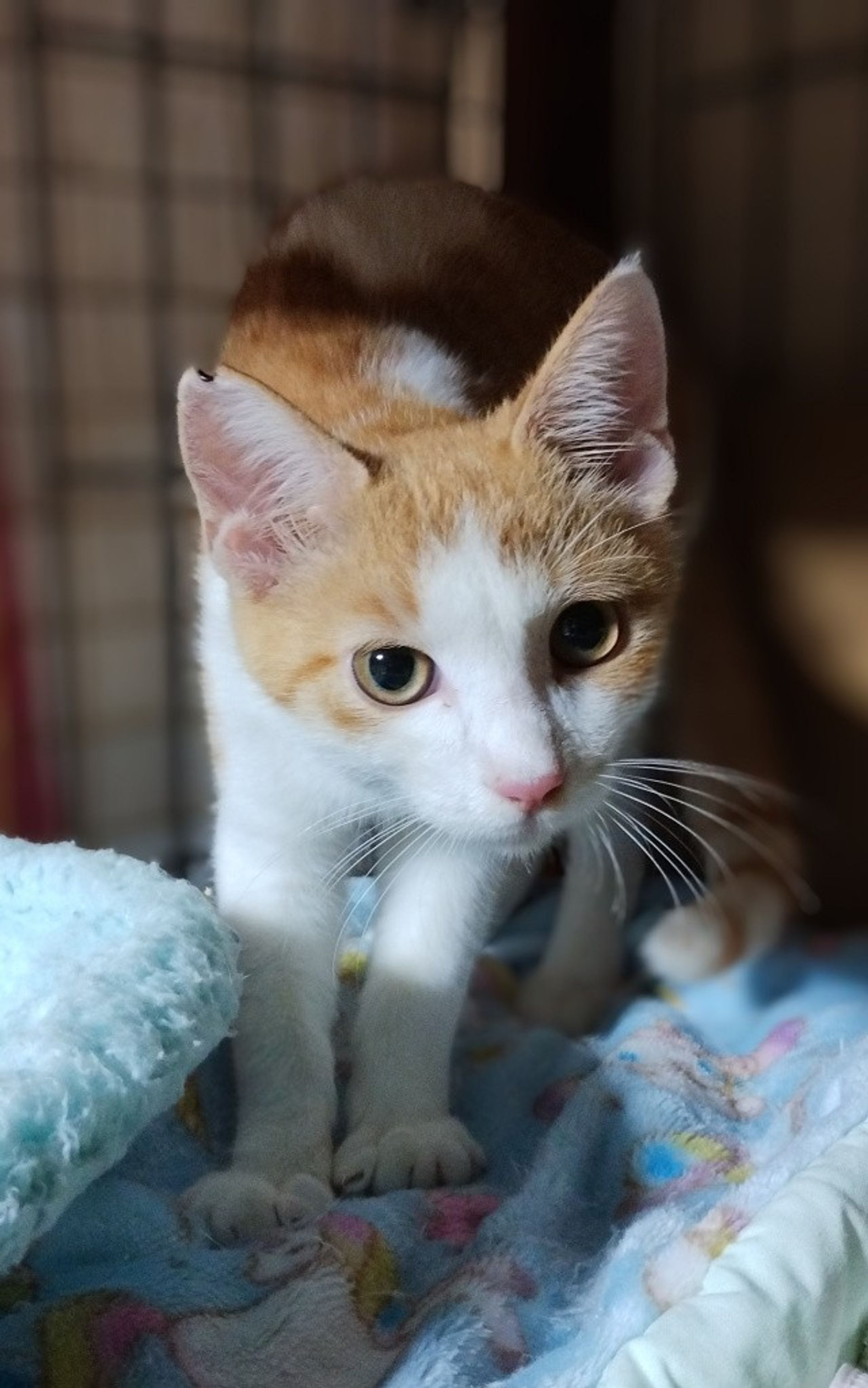 雑種（ミックス猫）・オスの里親募集の写真