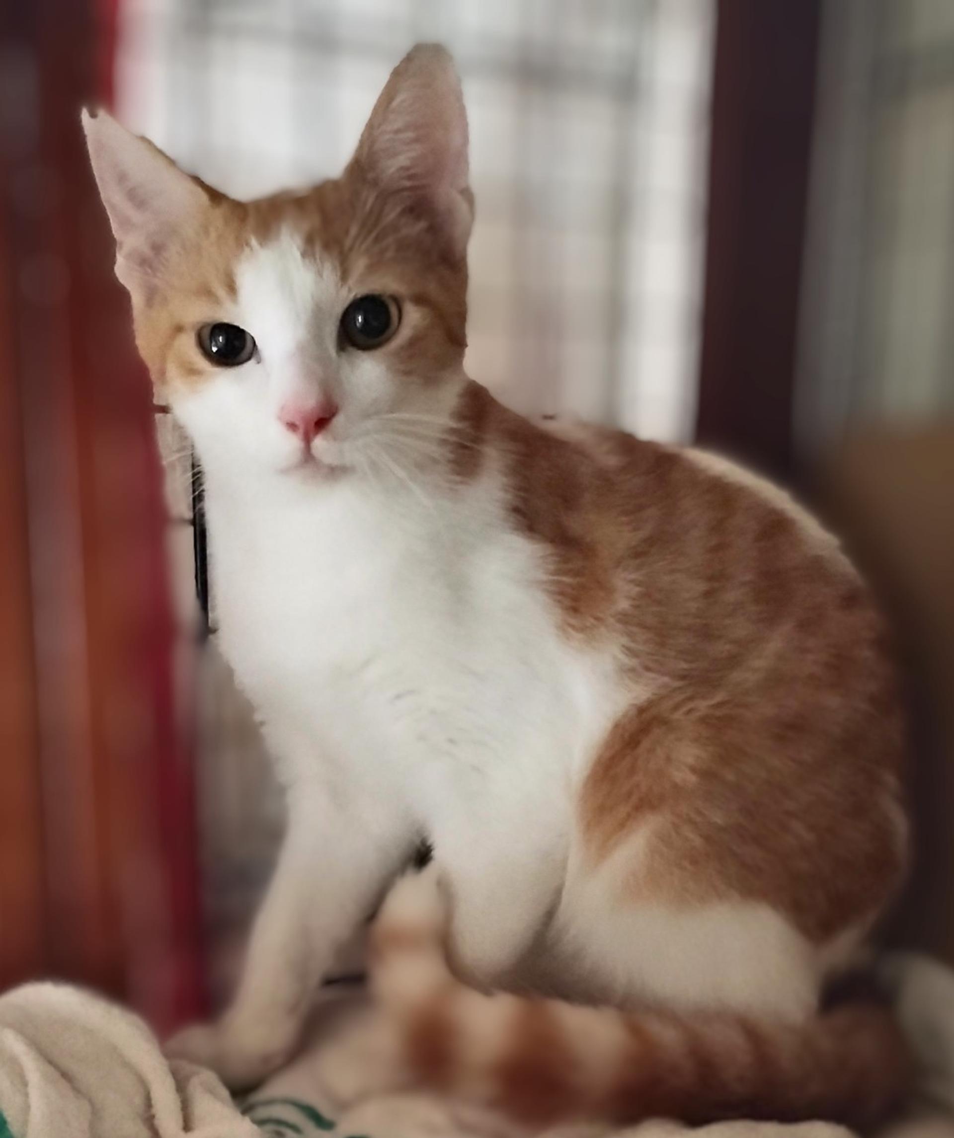pet-image-5
