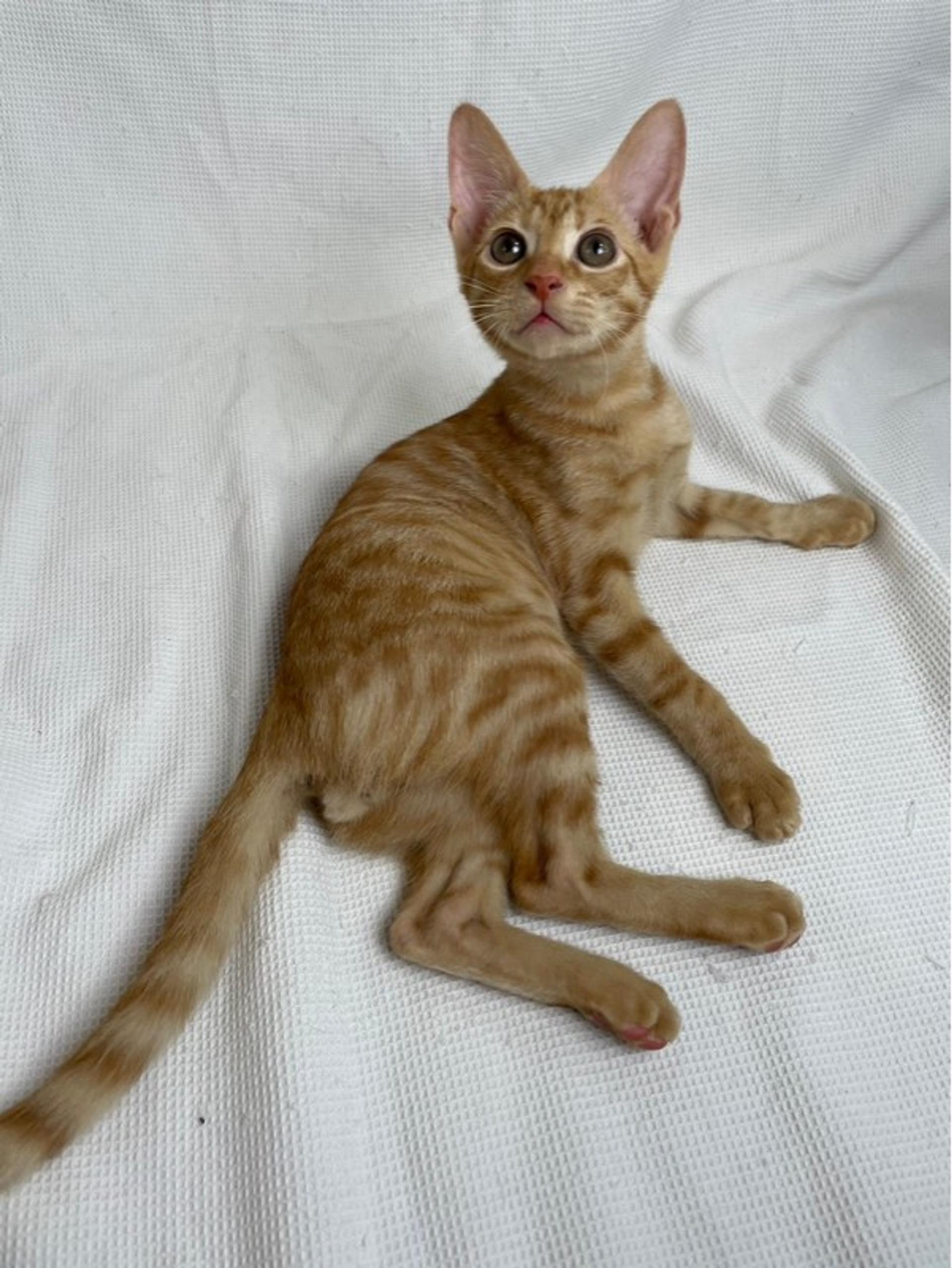 pet-image-4